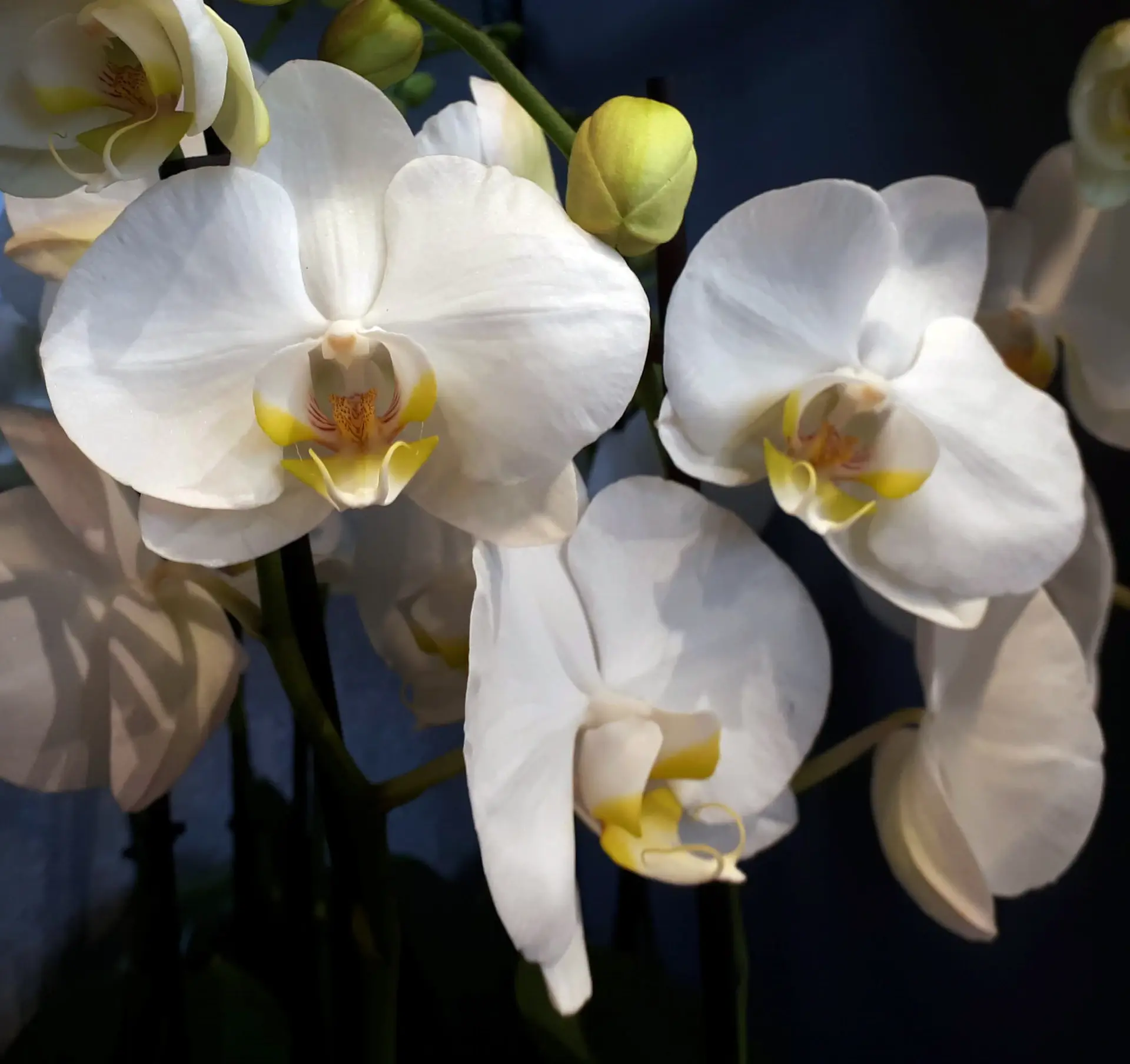 Blooming orchid arranged in a clear glass vase