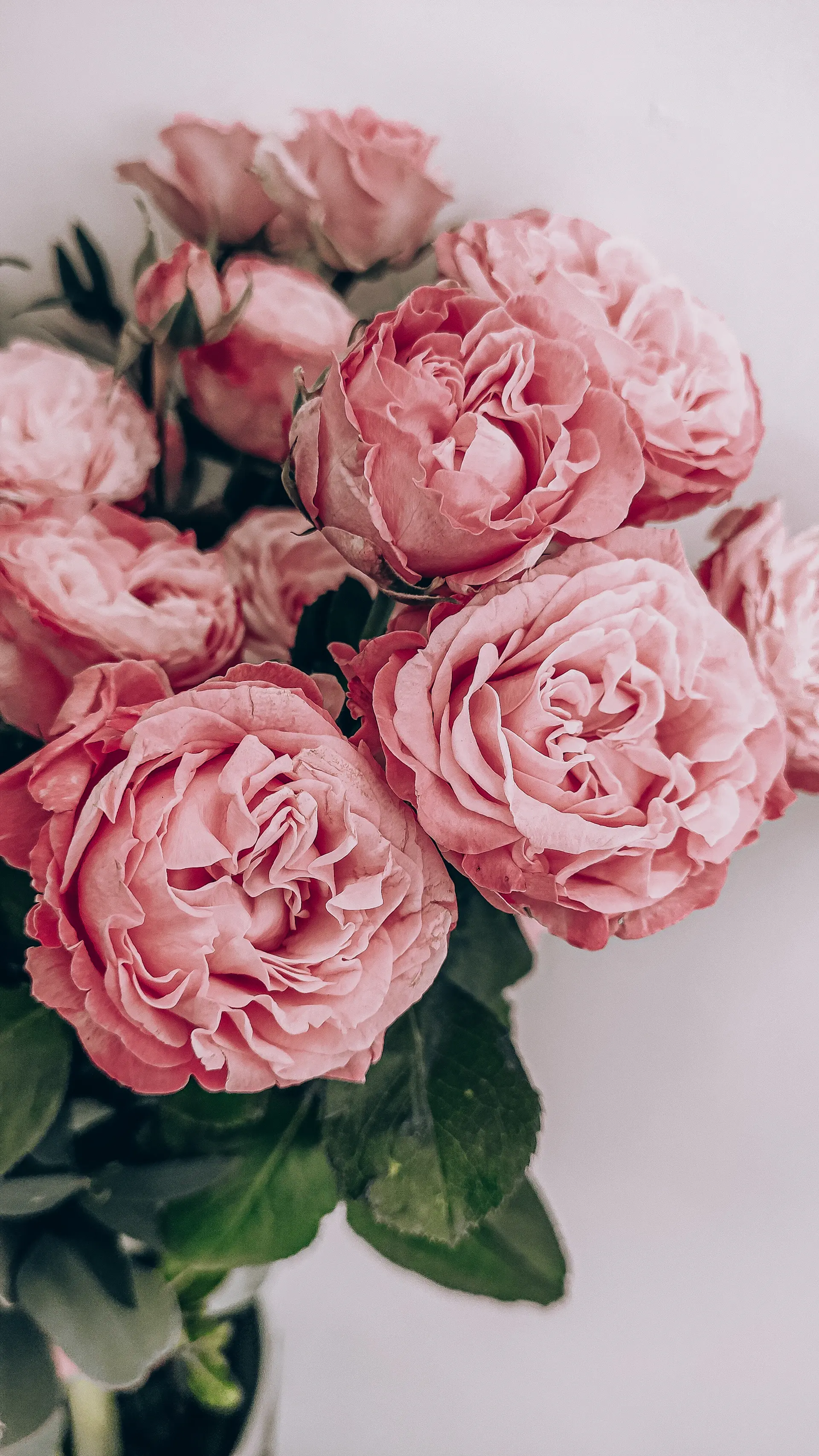 Romantic blush wedding roses