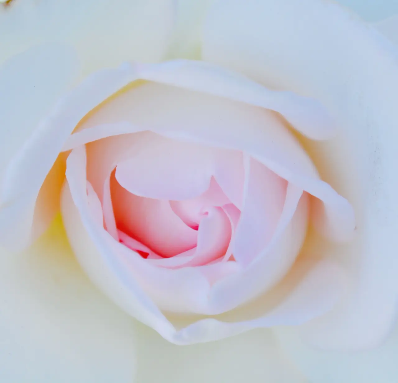 Deep wine red roses arranged minimally