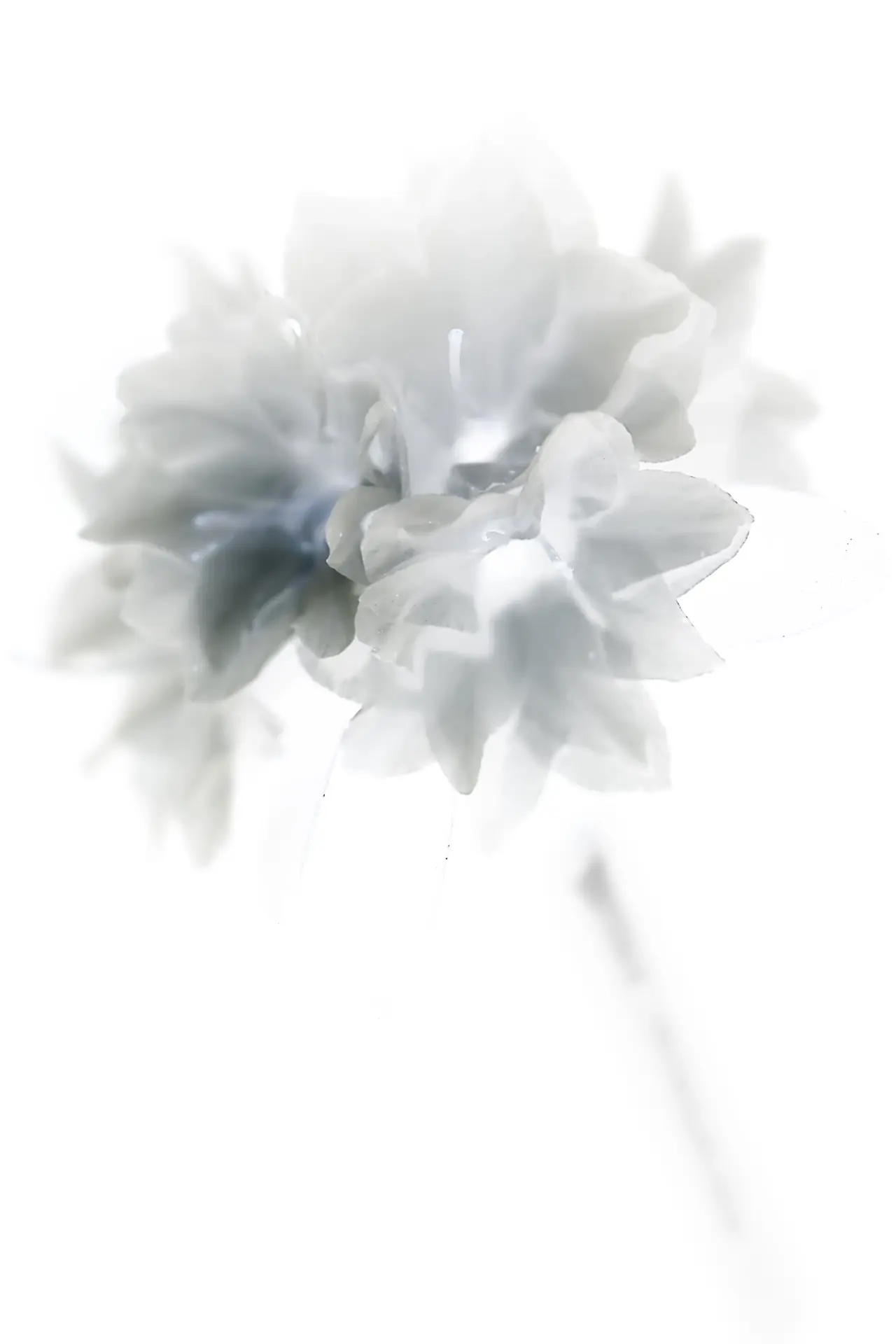 Single white rose stem, studio light
