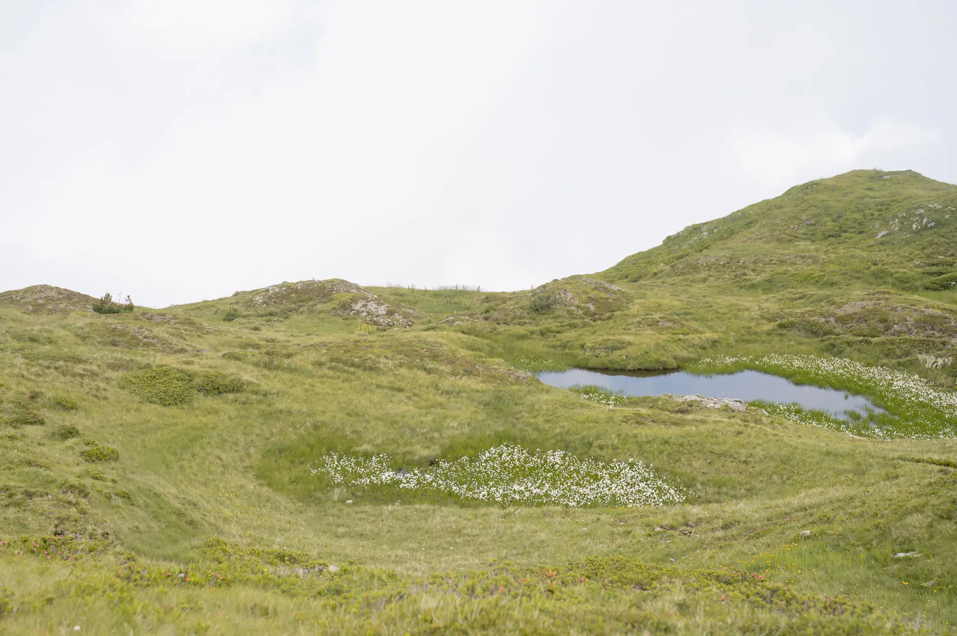 Sun-warmed meadow stretching toward distant peaks