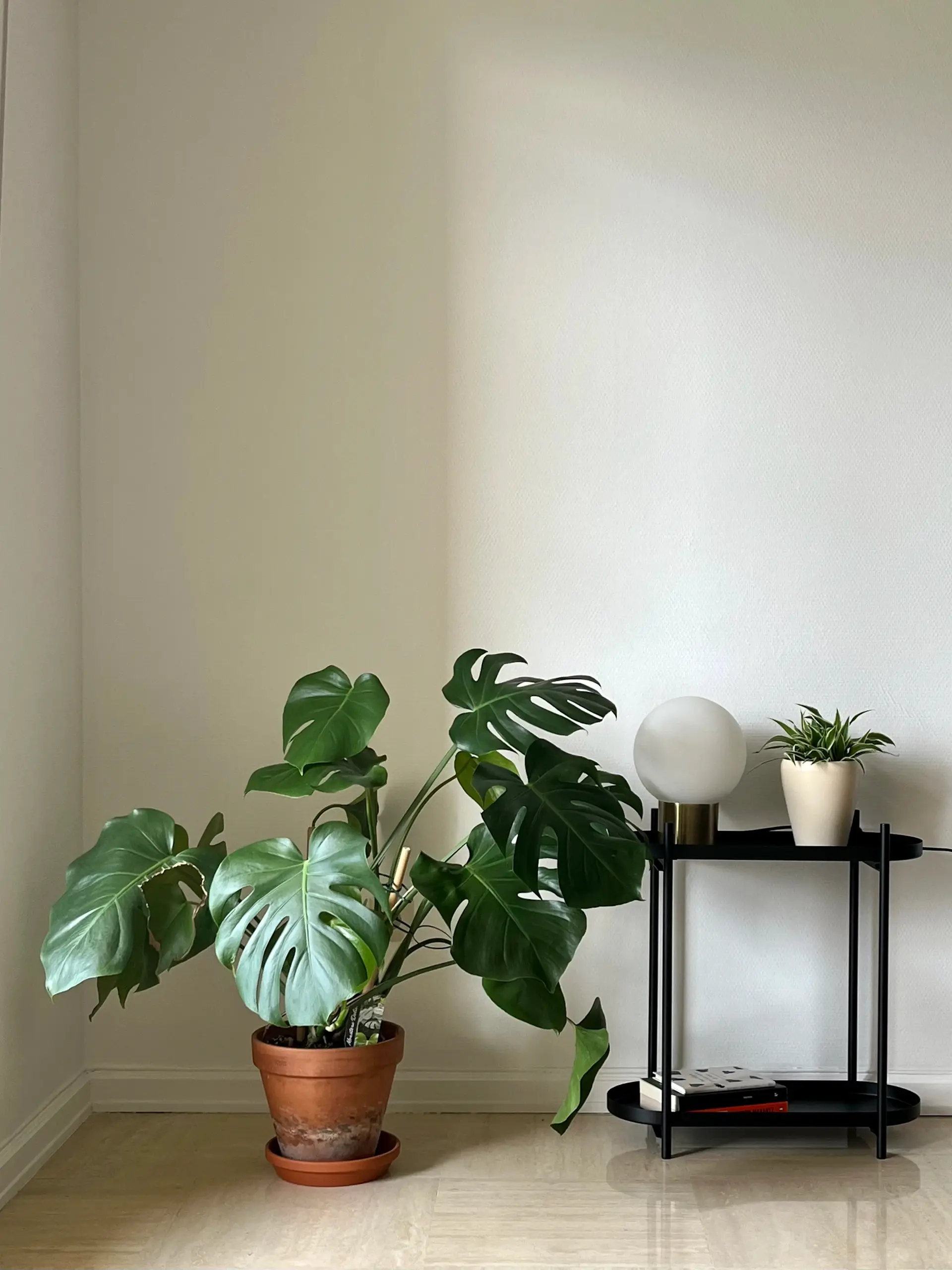 Standing desk paired with a small monstera