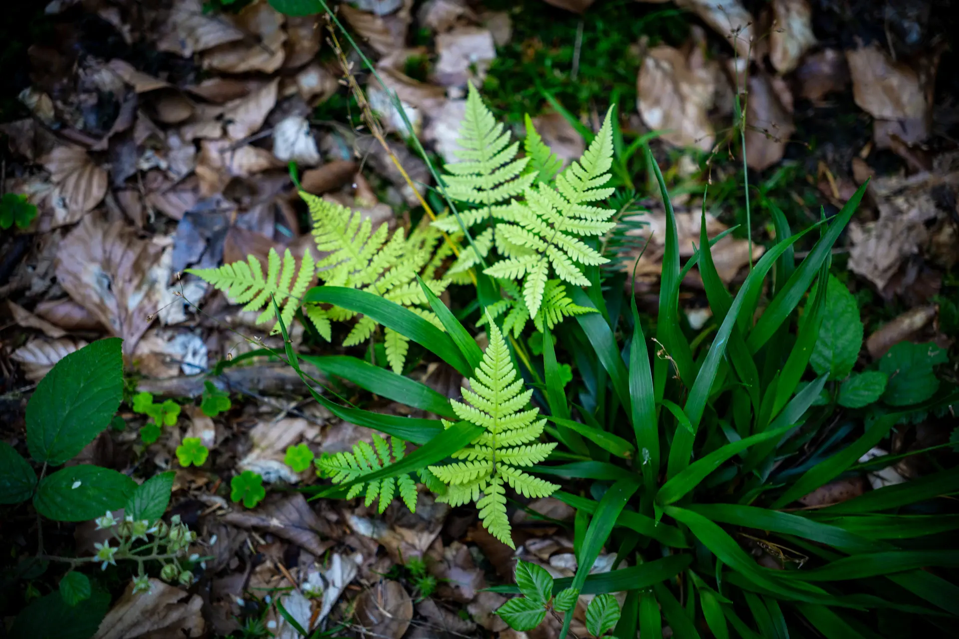 Wet forest floor glistening after fresh rainfall