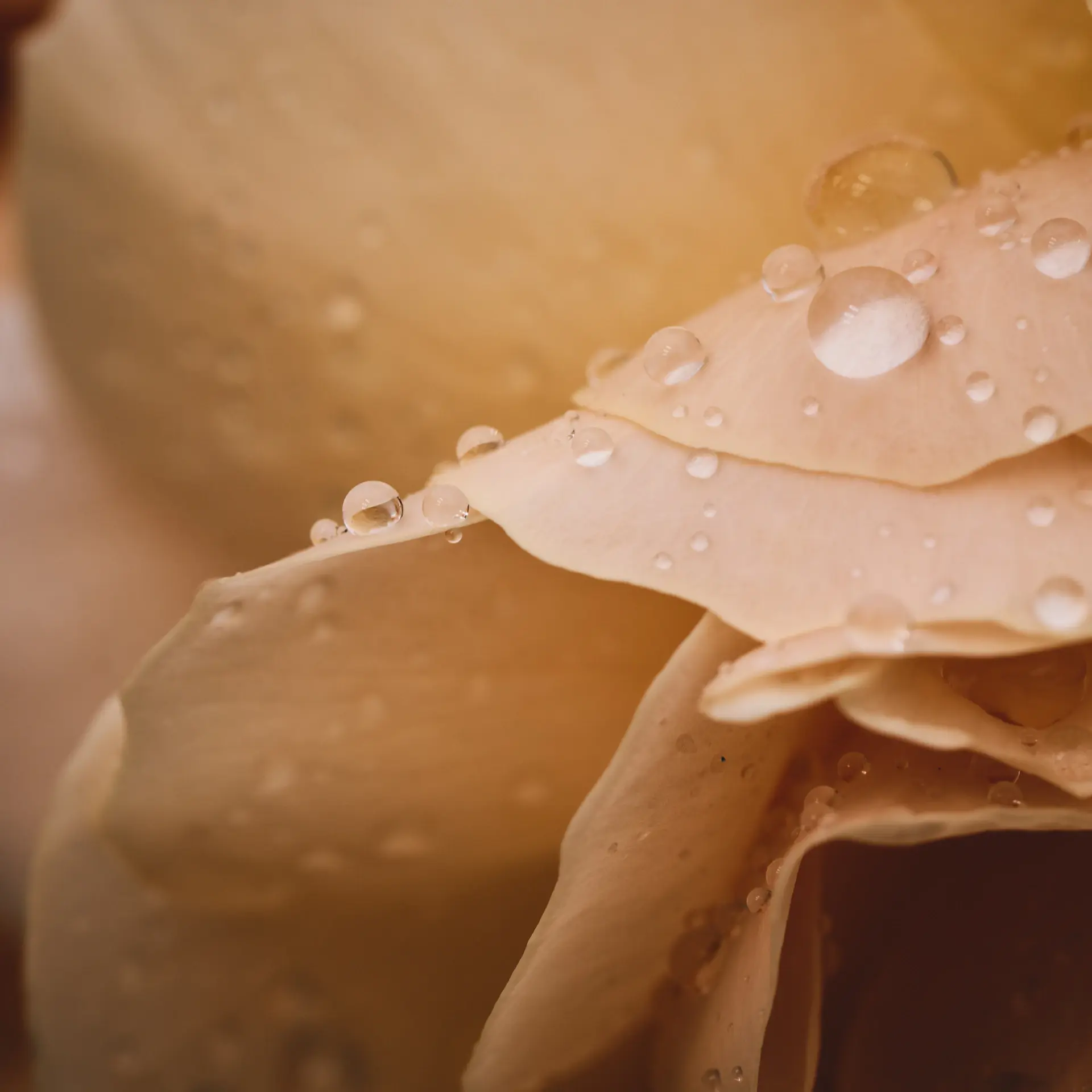 Golden rose petals close-up