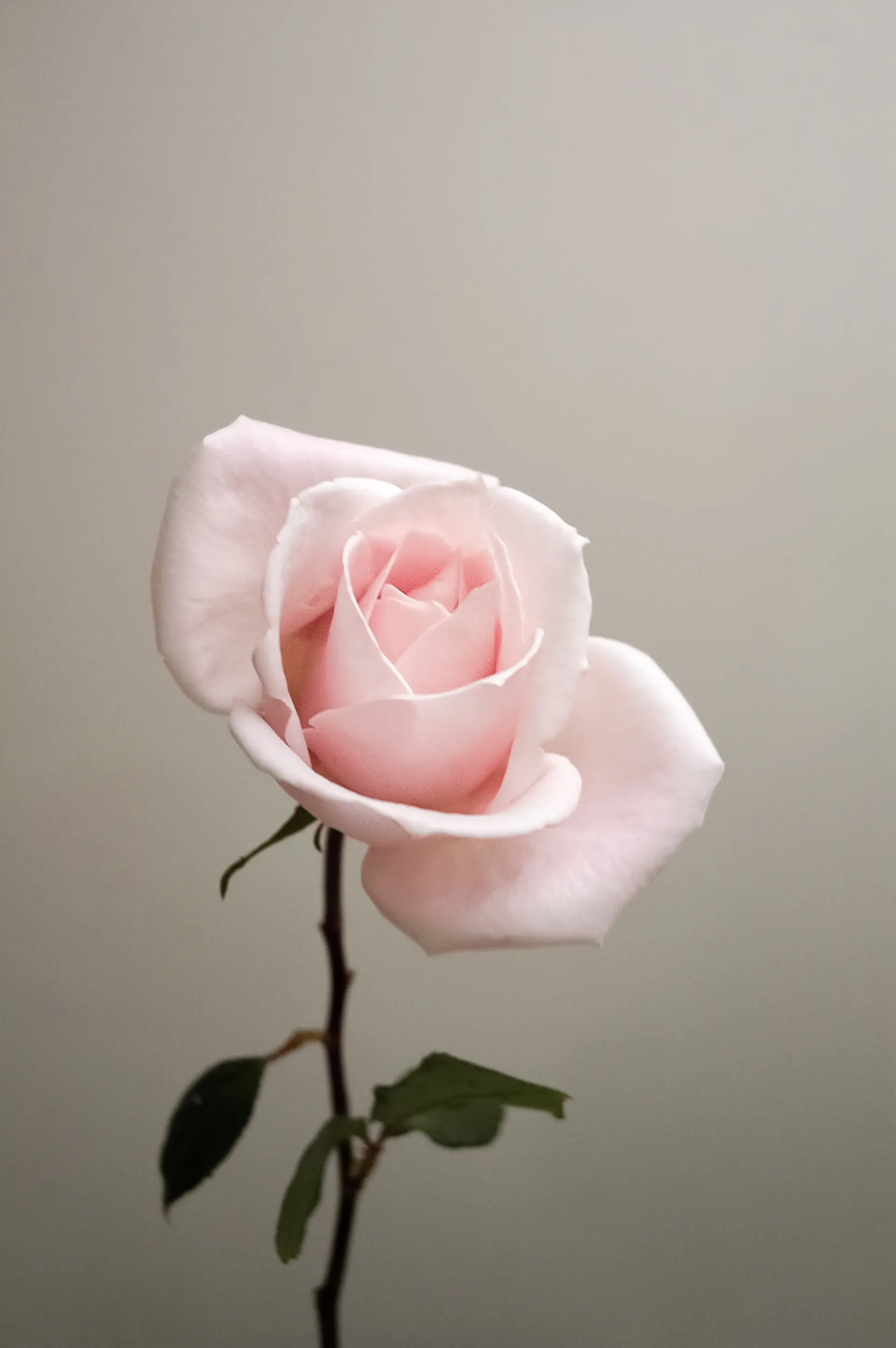Rose resting on a marble surface, editorial styling
