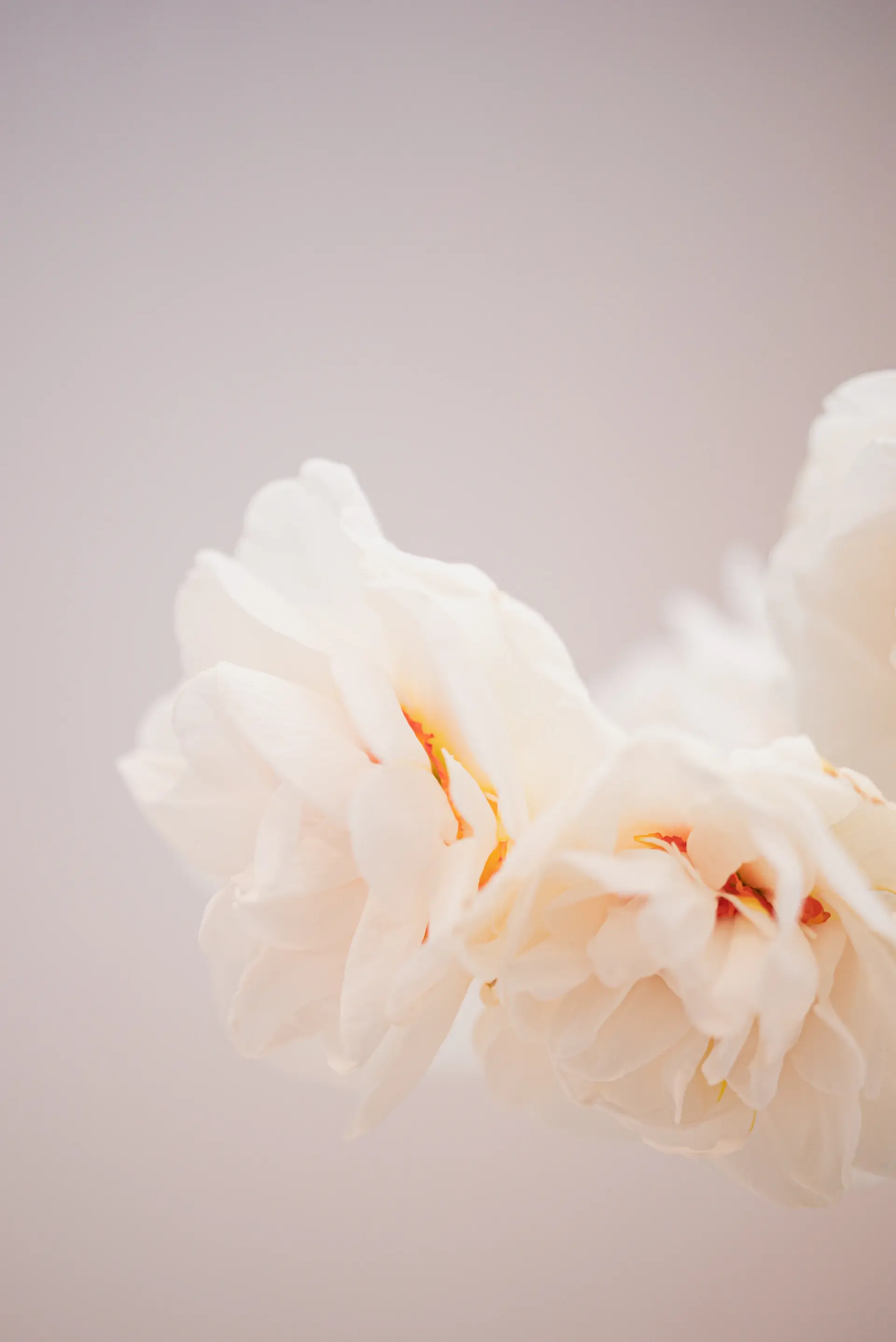 Single white rose centered in studio light against pure white