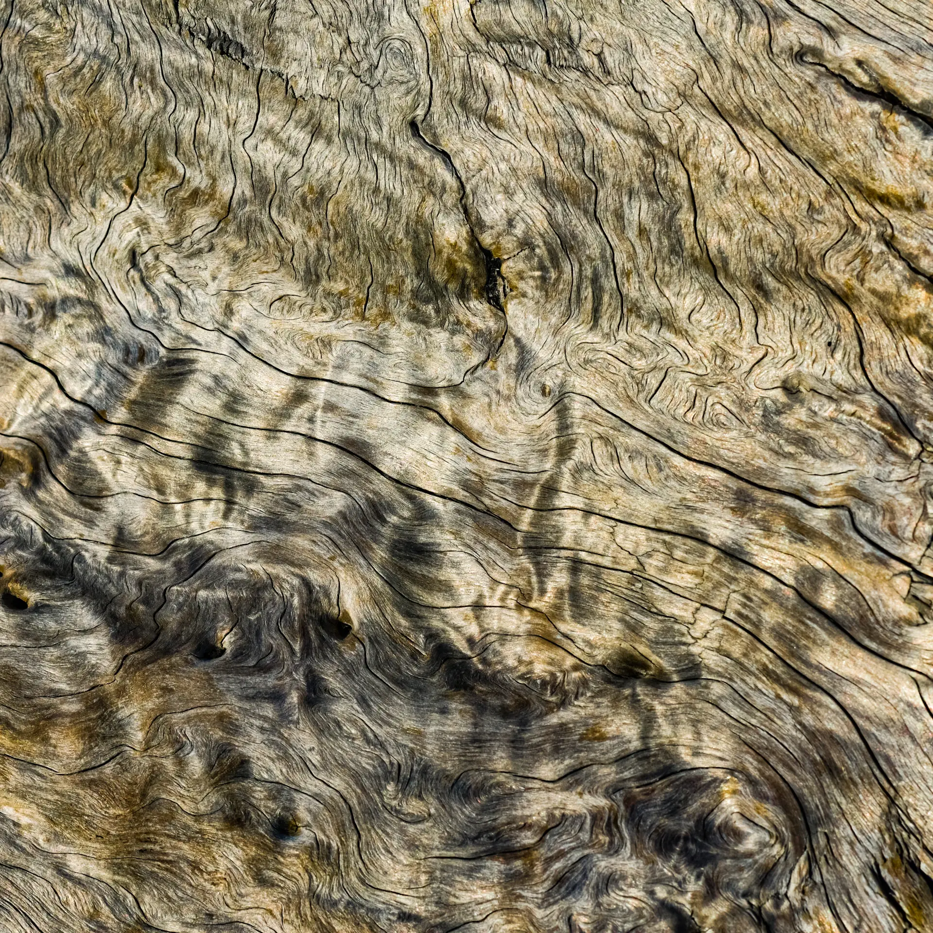 Macro of polished burr walnut veneer