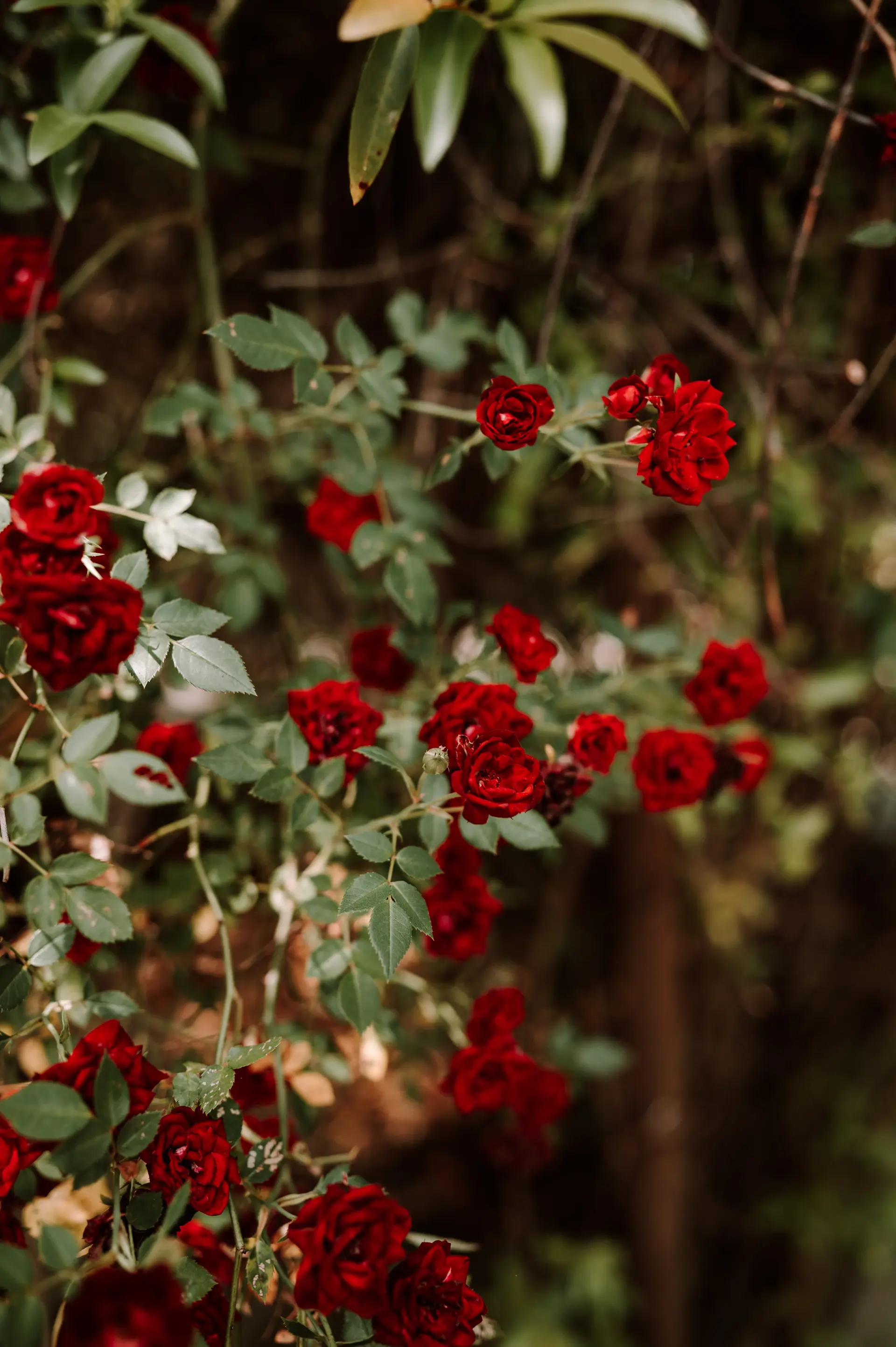 Autumn rose collection