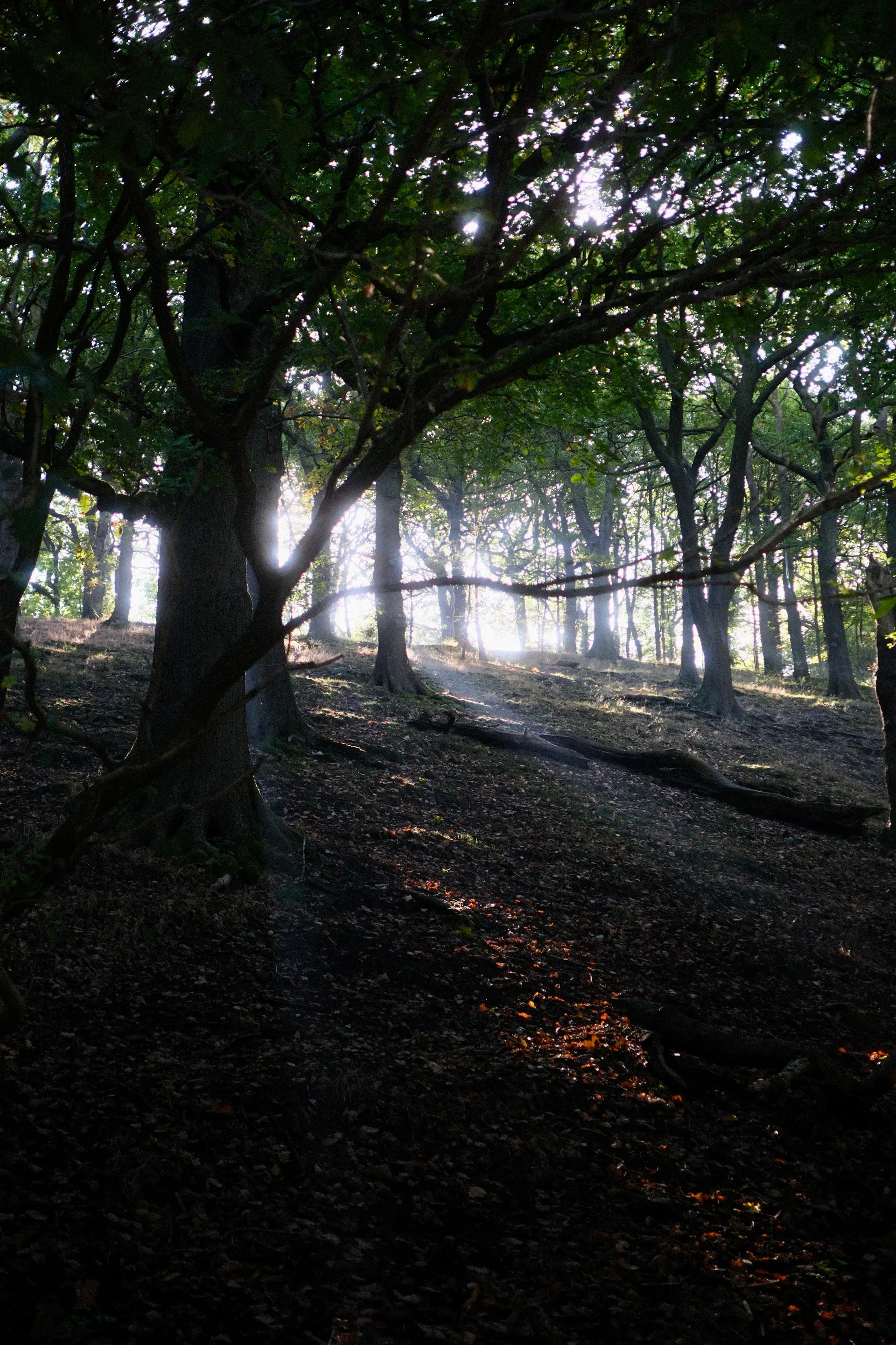 Pale dawn light filtering through a cool empty woodland
