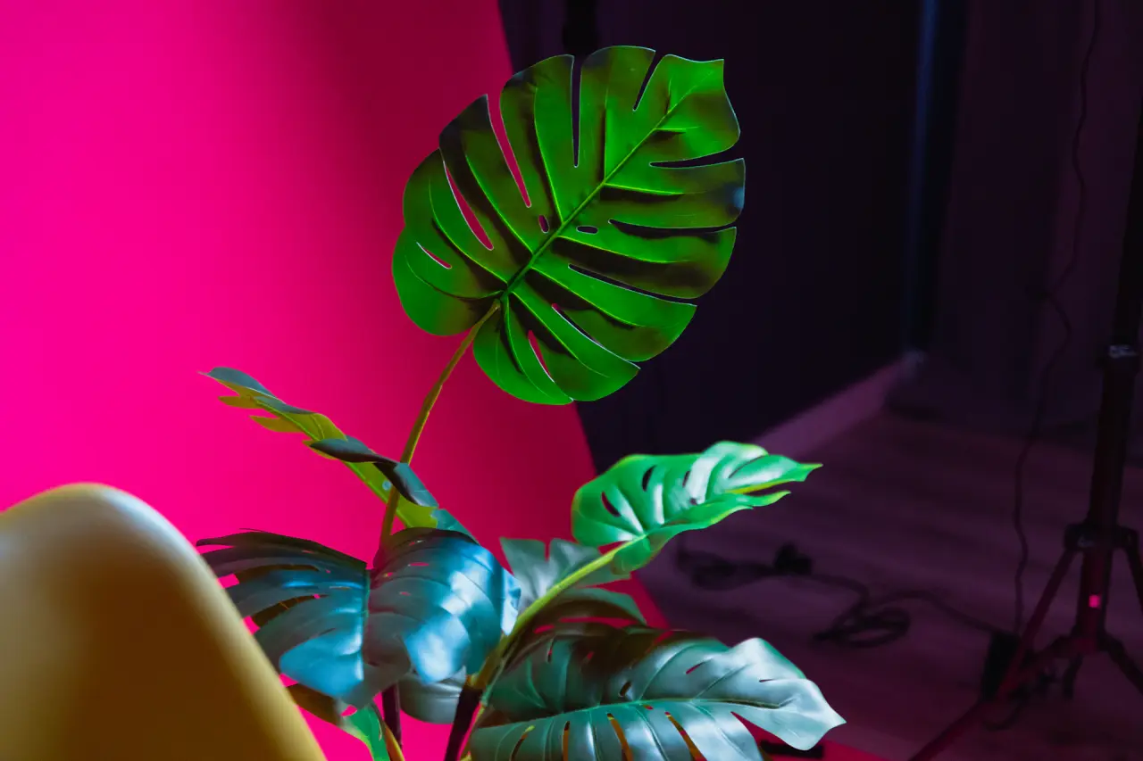 Studio chụp ảnh