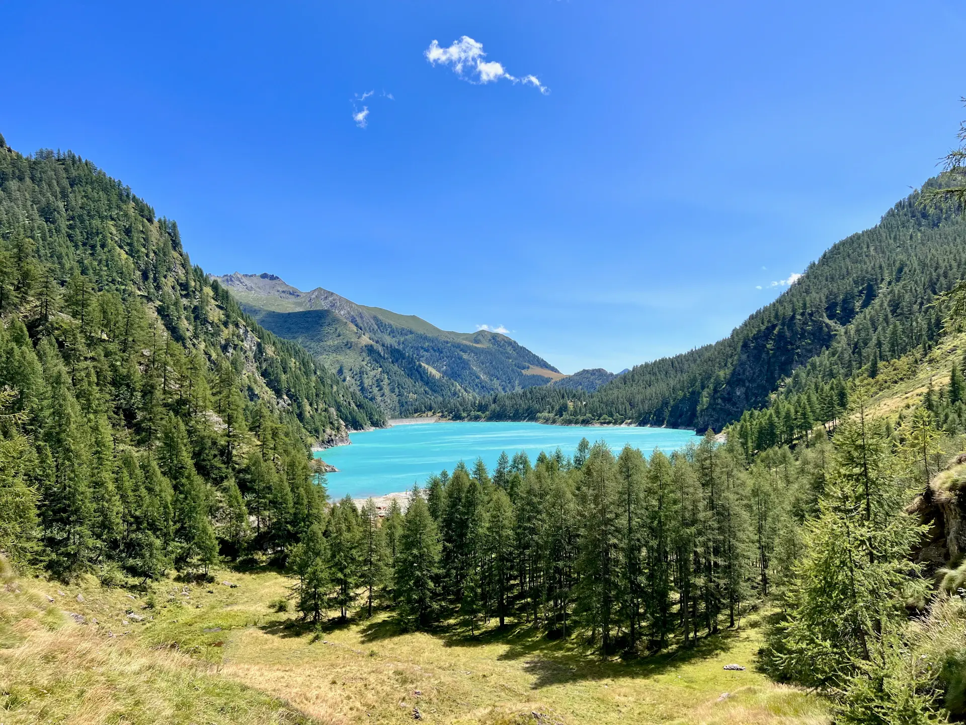 Sun-warmed meadow and bright forest in high summer
