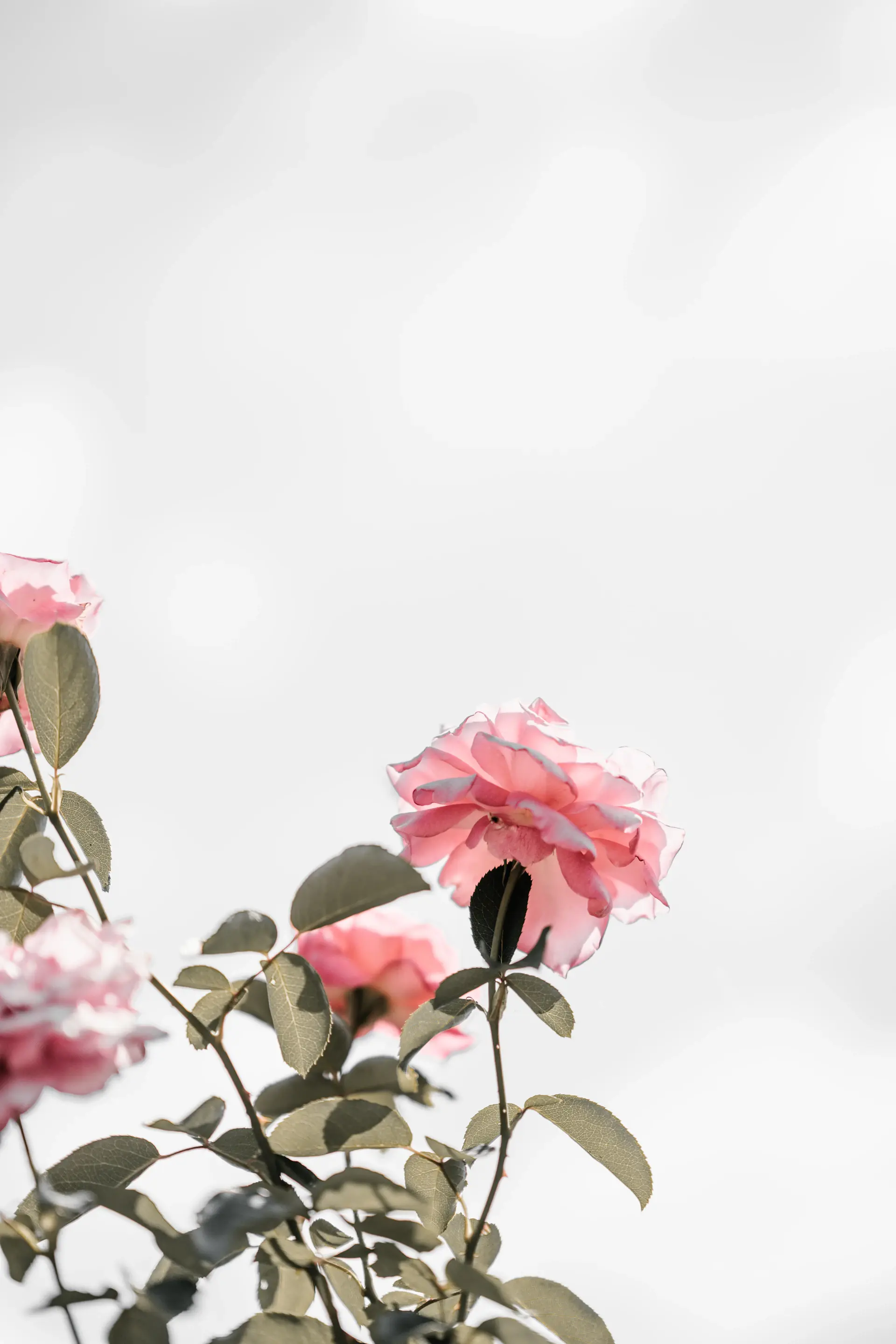 Minimal rose composition on a pale surface