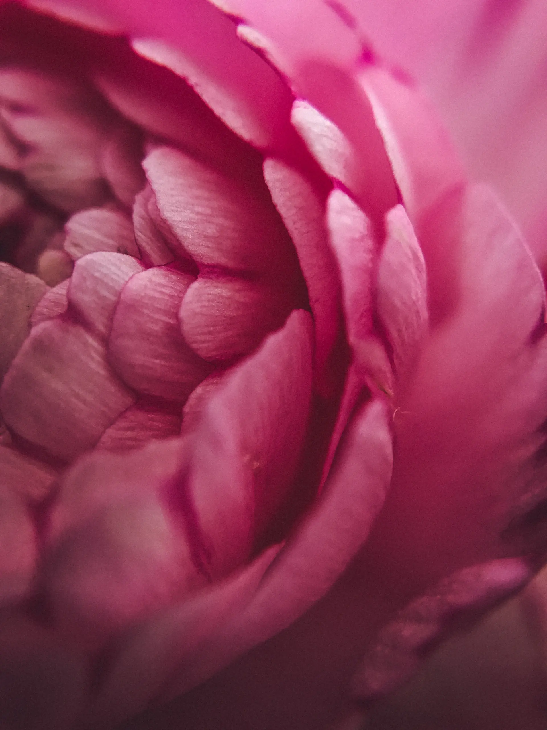 Close-up of a hand-selected rose petal