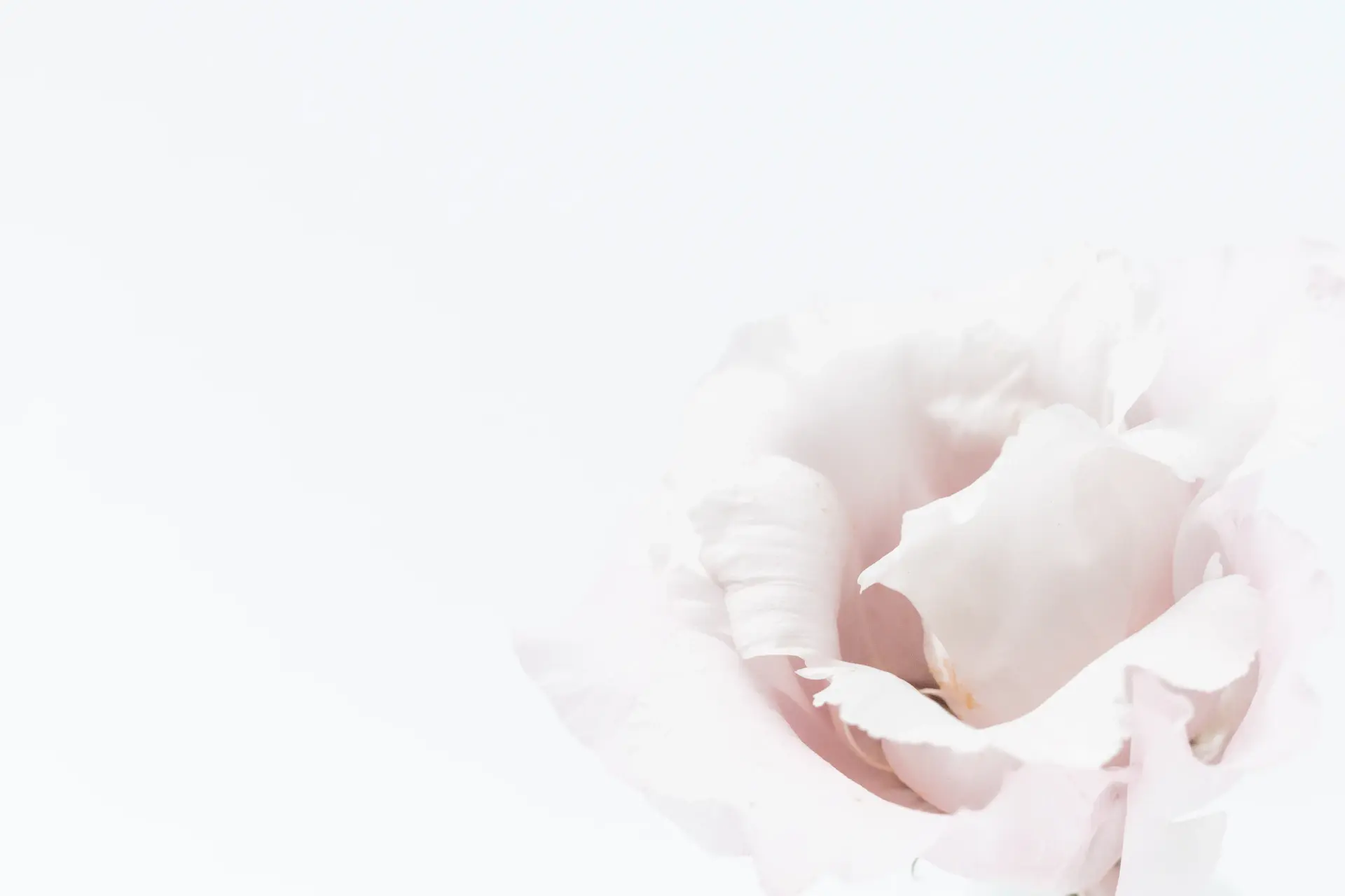 White rose arrangement on a minimal table in a quiet room