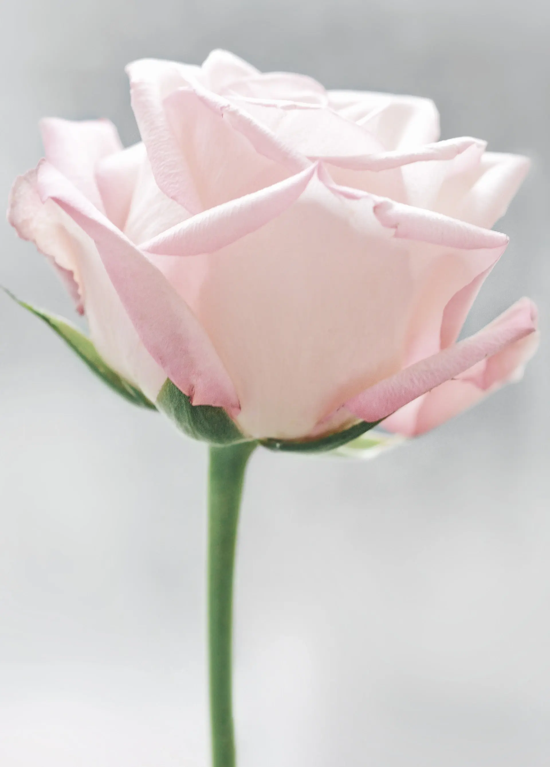 A bridal rose in soft light