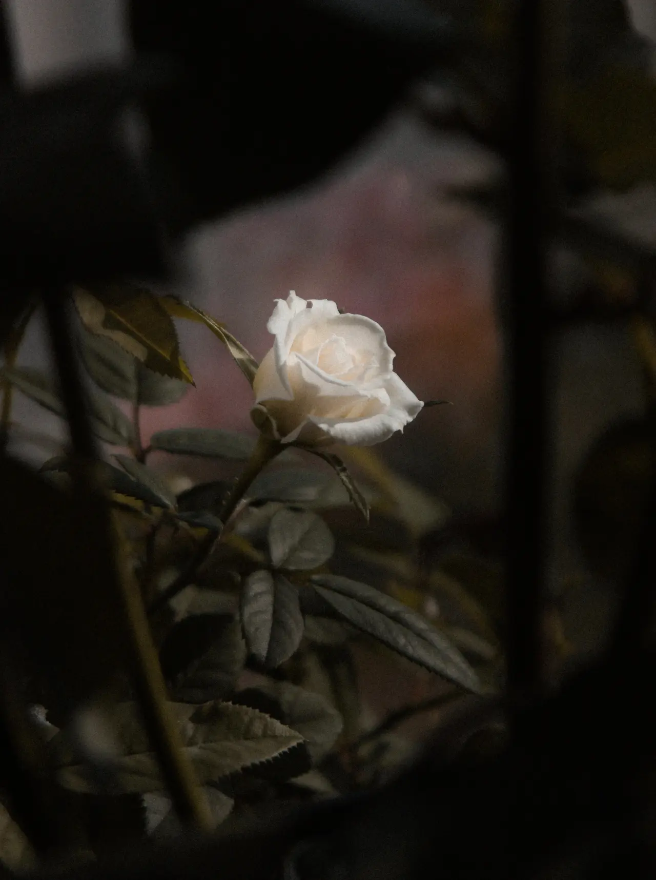 Framed single rose stem on white wall