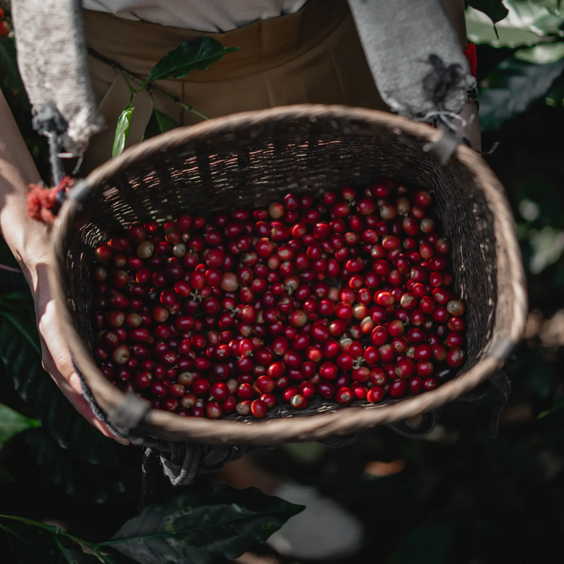 Coffee cherries hanging on a branch in Ethiopia