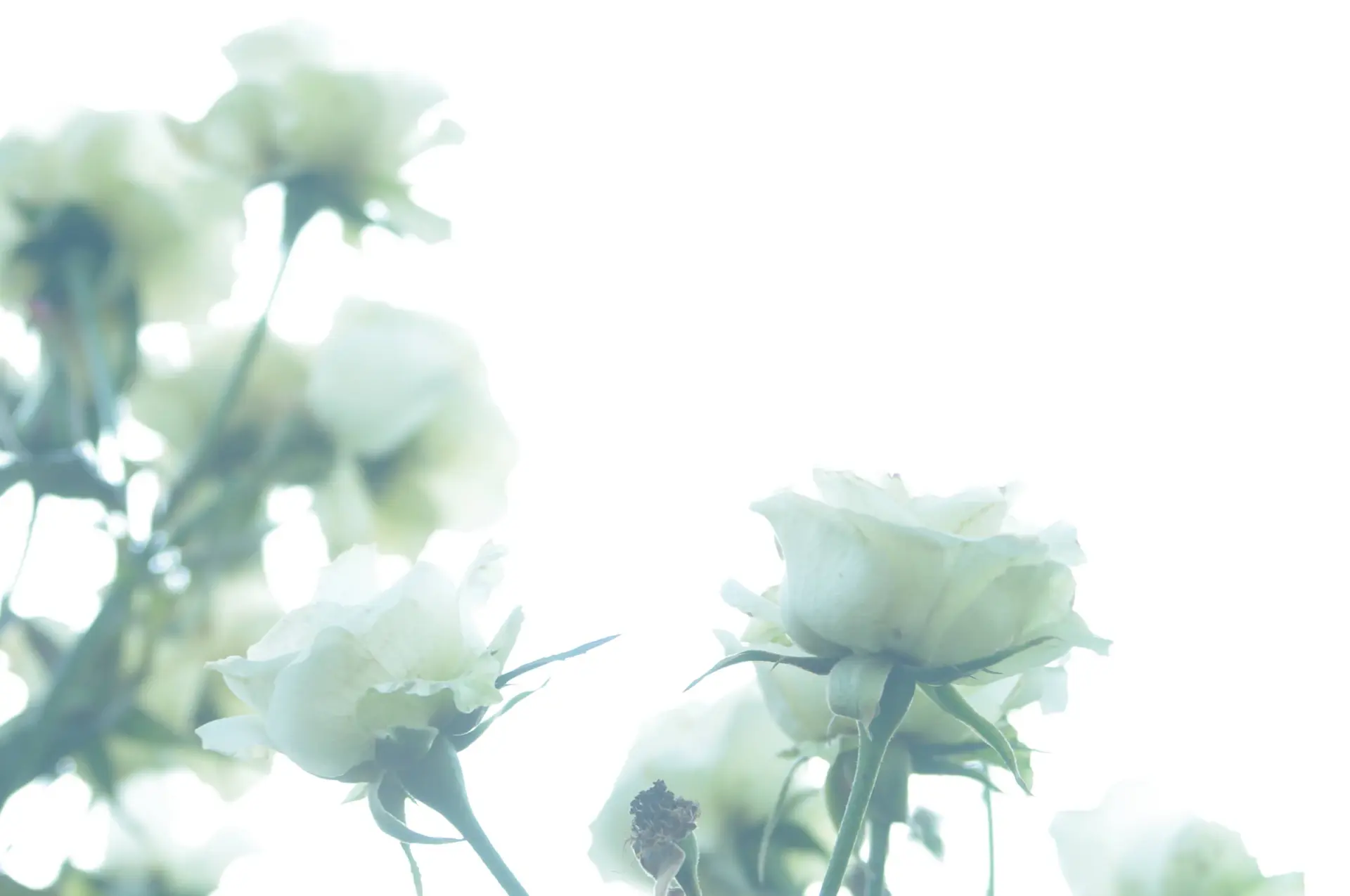 Bridal bouquet of pale white roses held softly