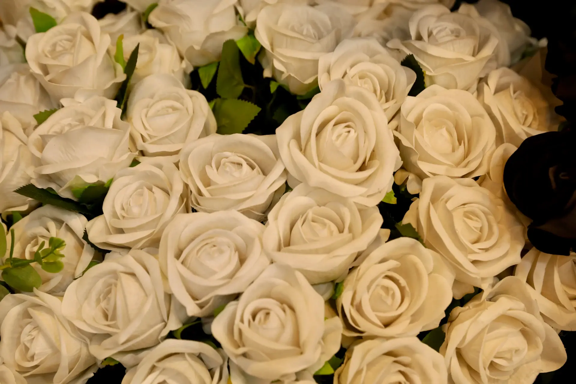 Bridal roses