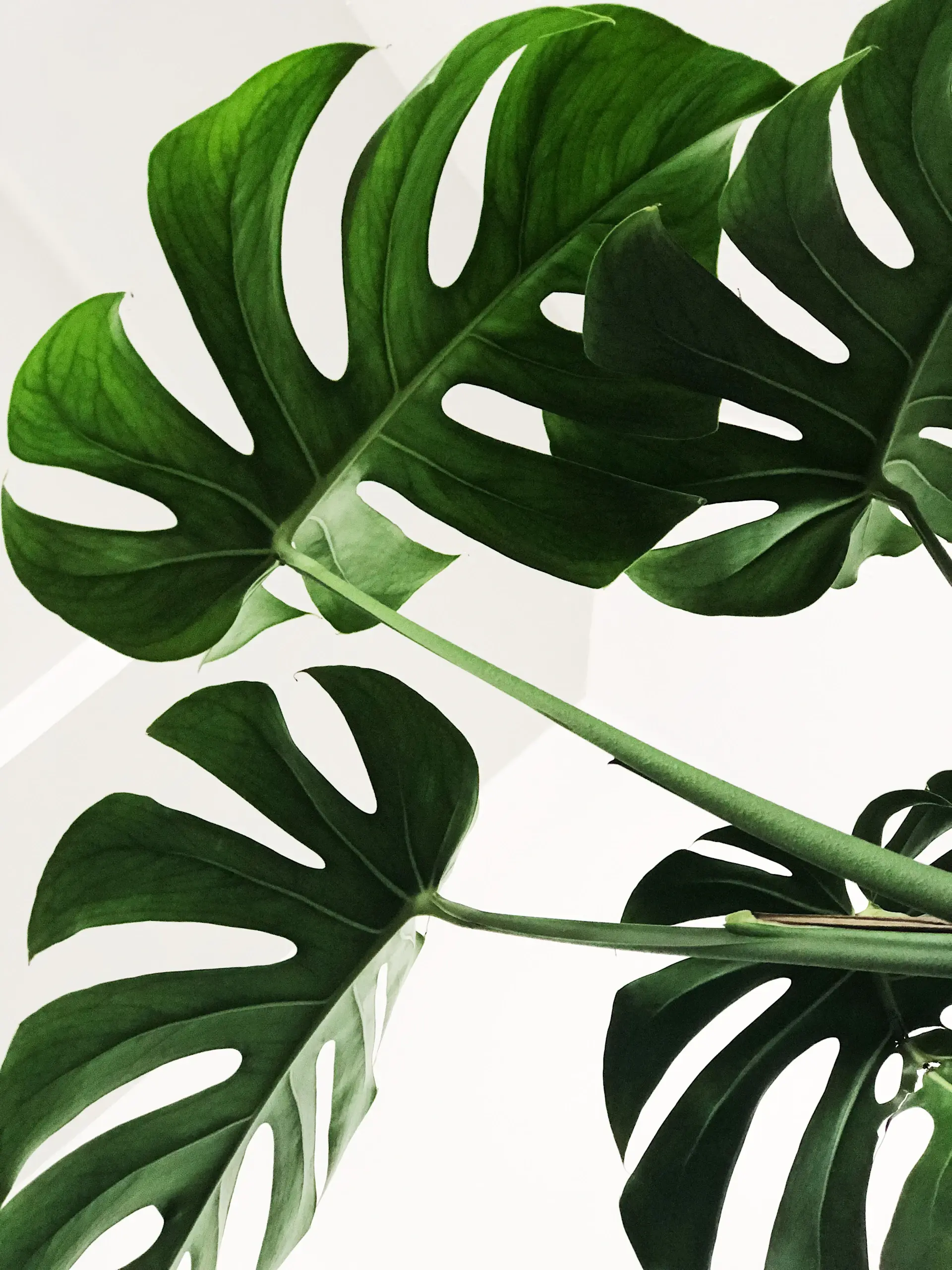New unfurling Monstera leaf detail