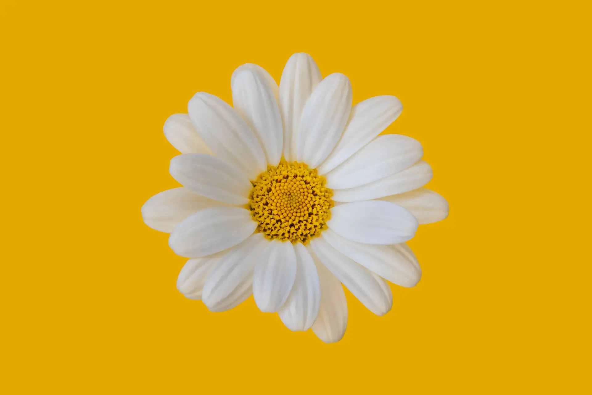 A single rose studied in soft natural light