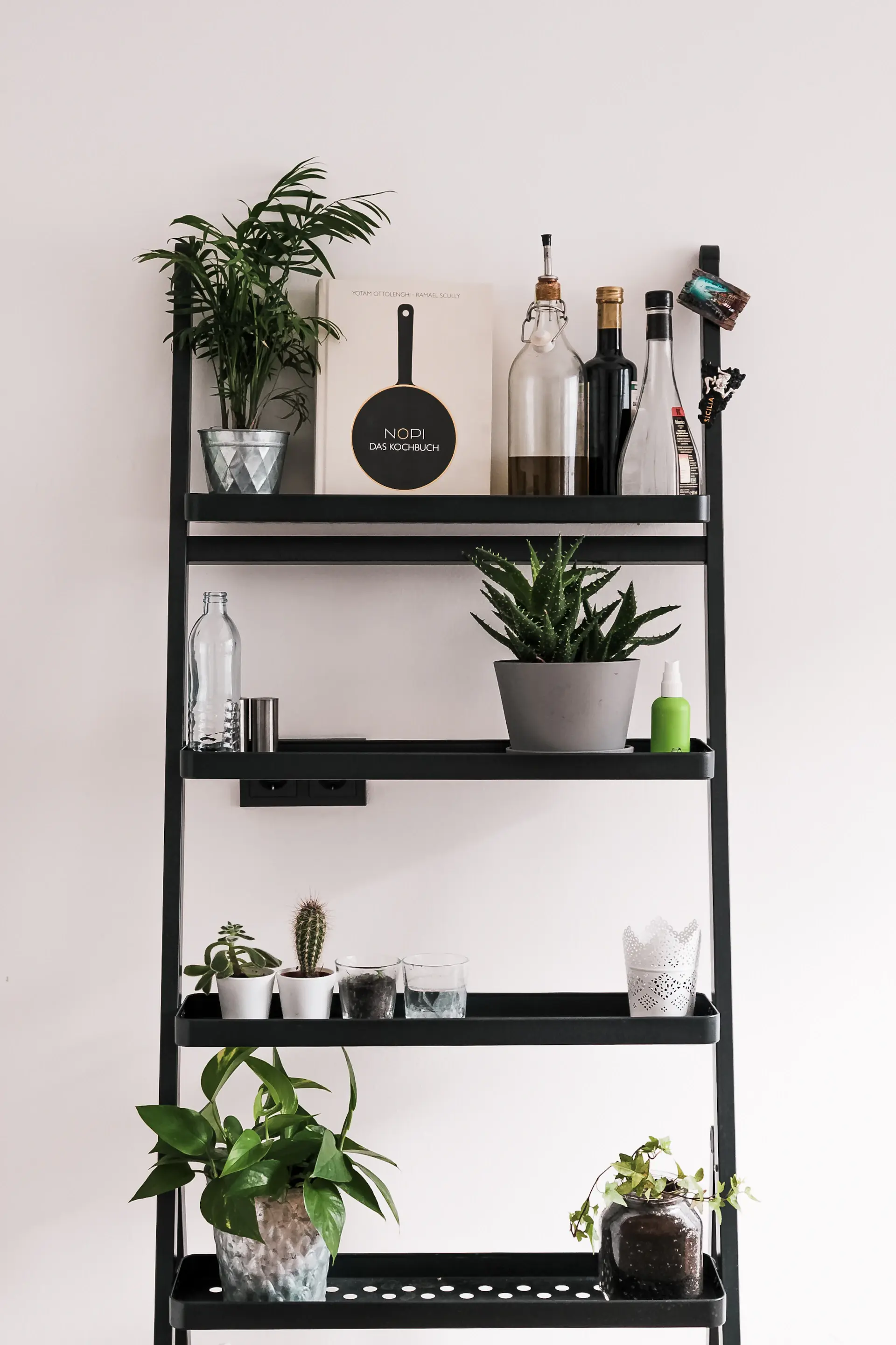 Kitchen shelf lined with herbs and plants