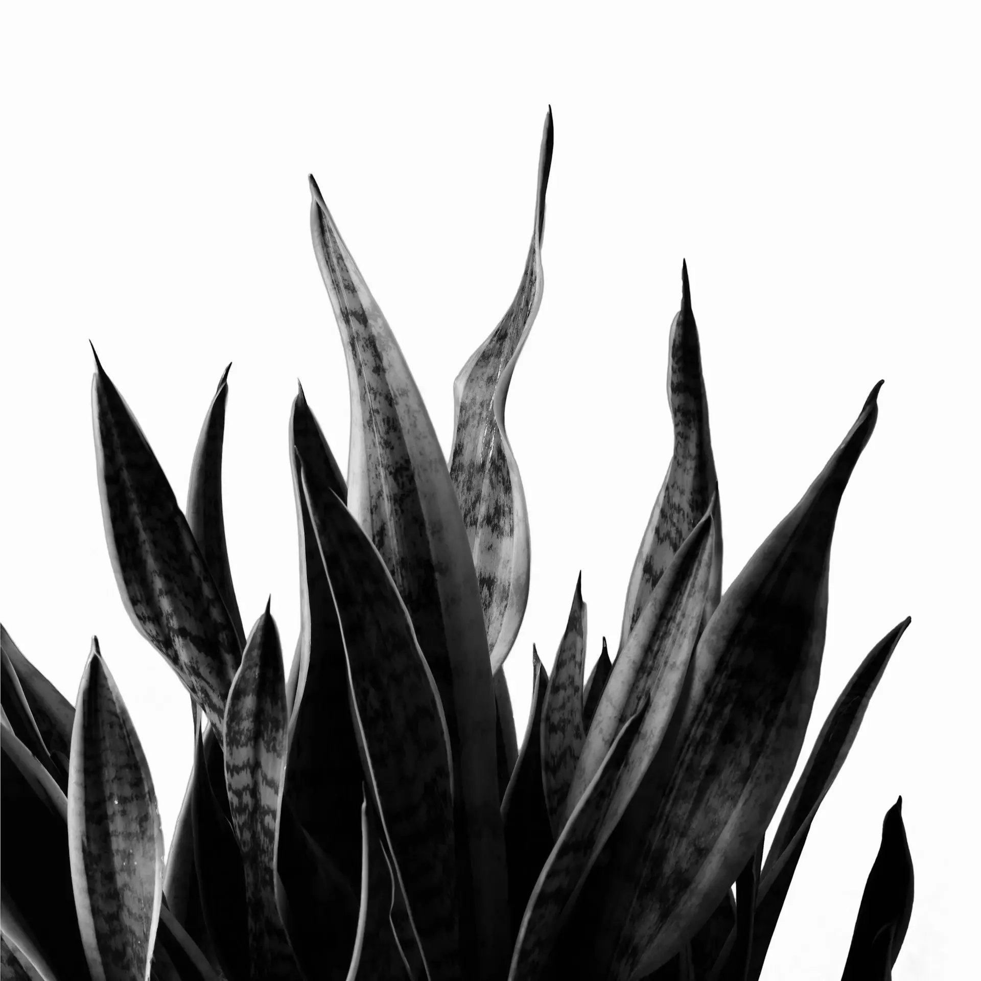 Tall snake plant with upright variegated leaves
