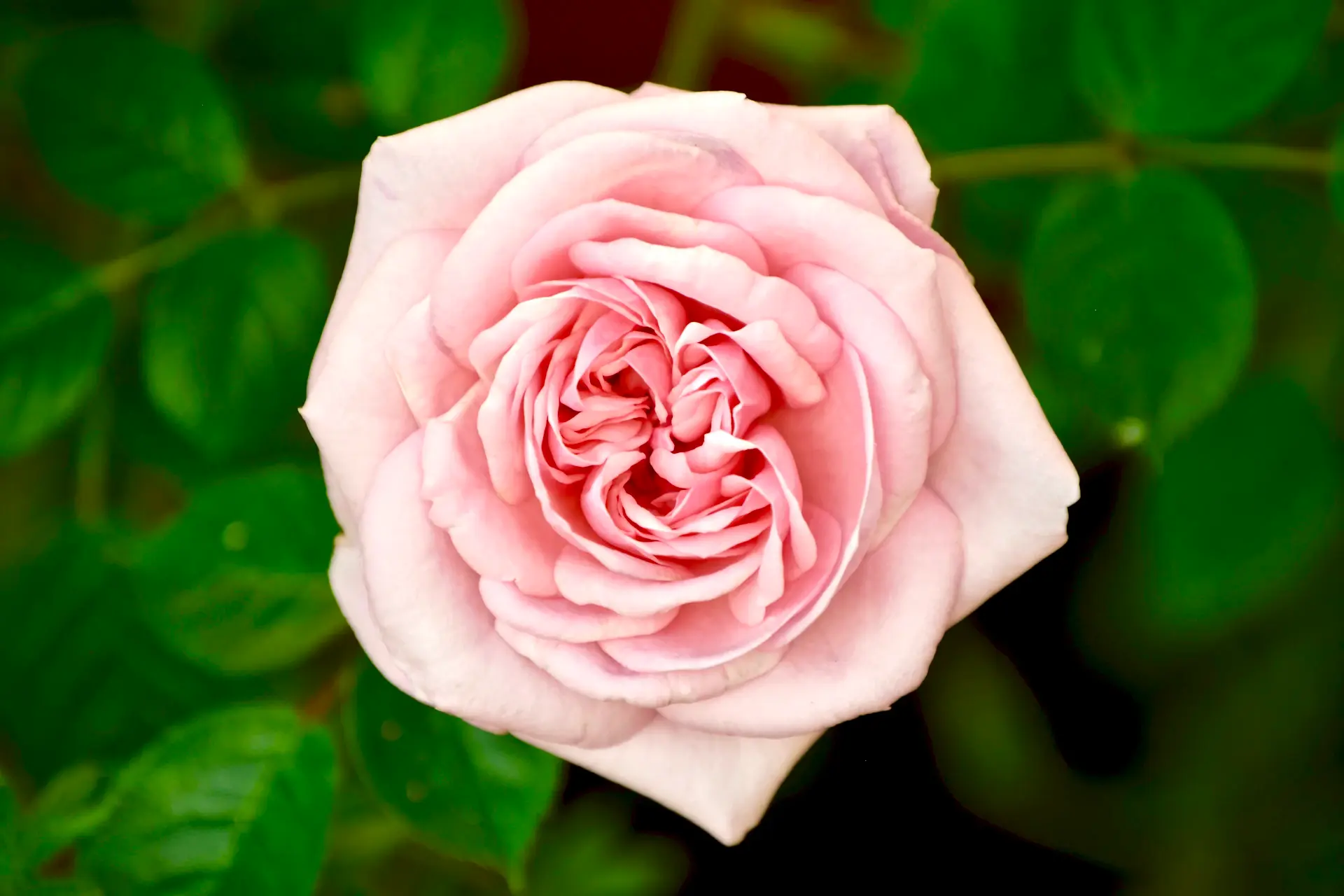 A cinematic close study of the season's roses in soft, moody light