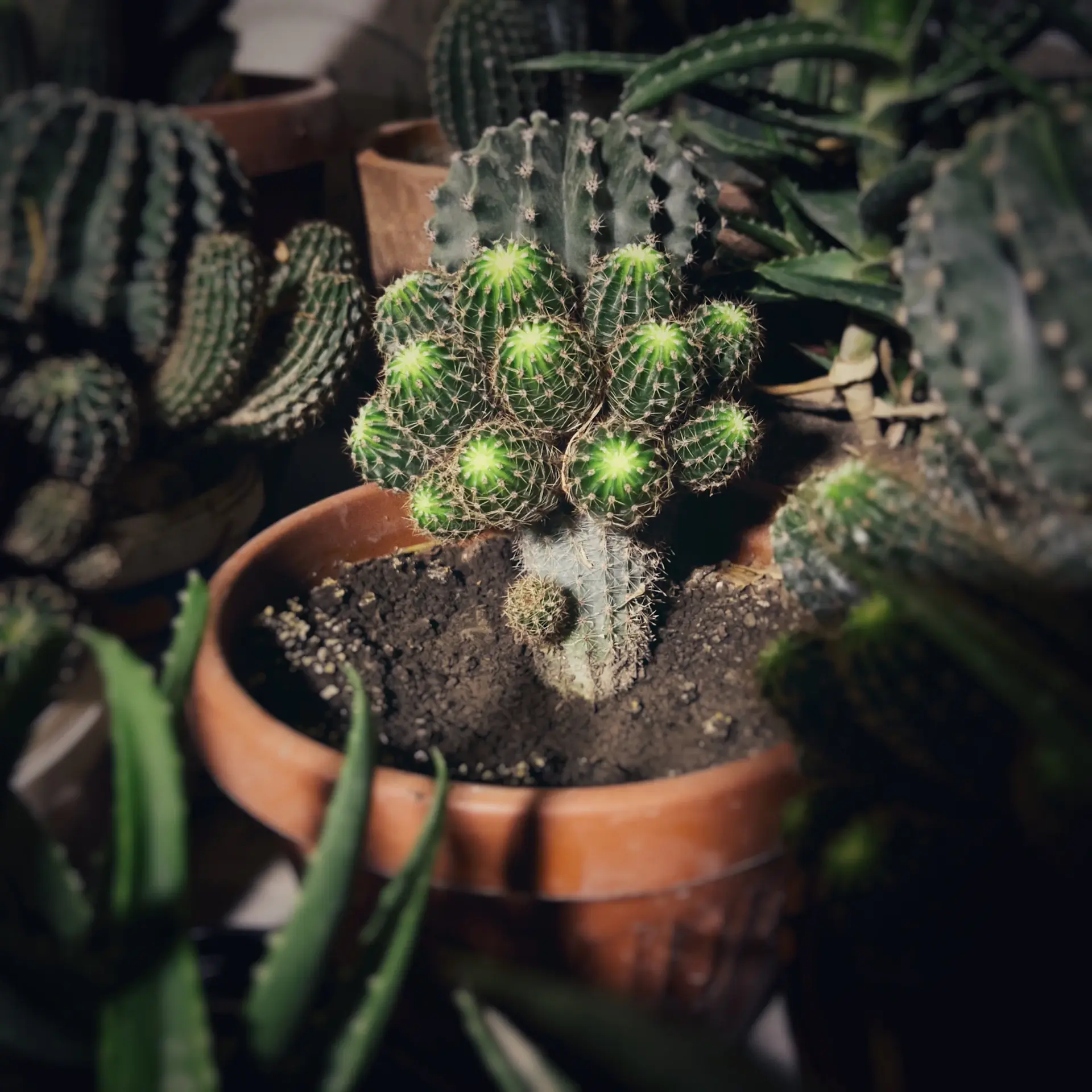 A cluster of easy-care houseplants