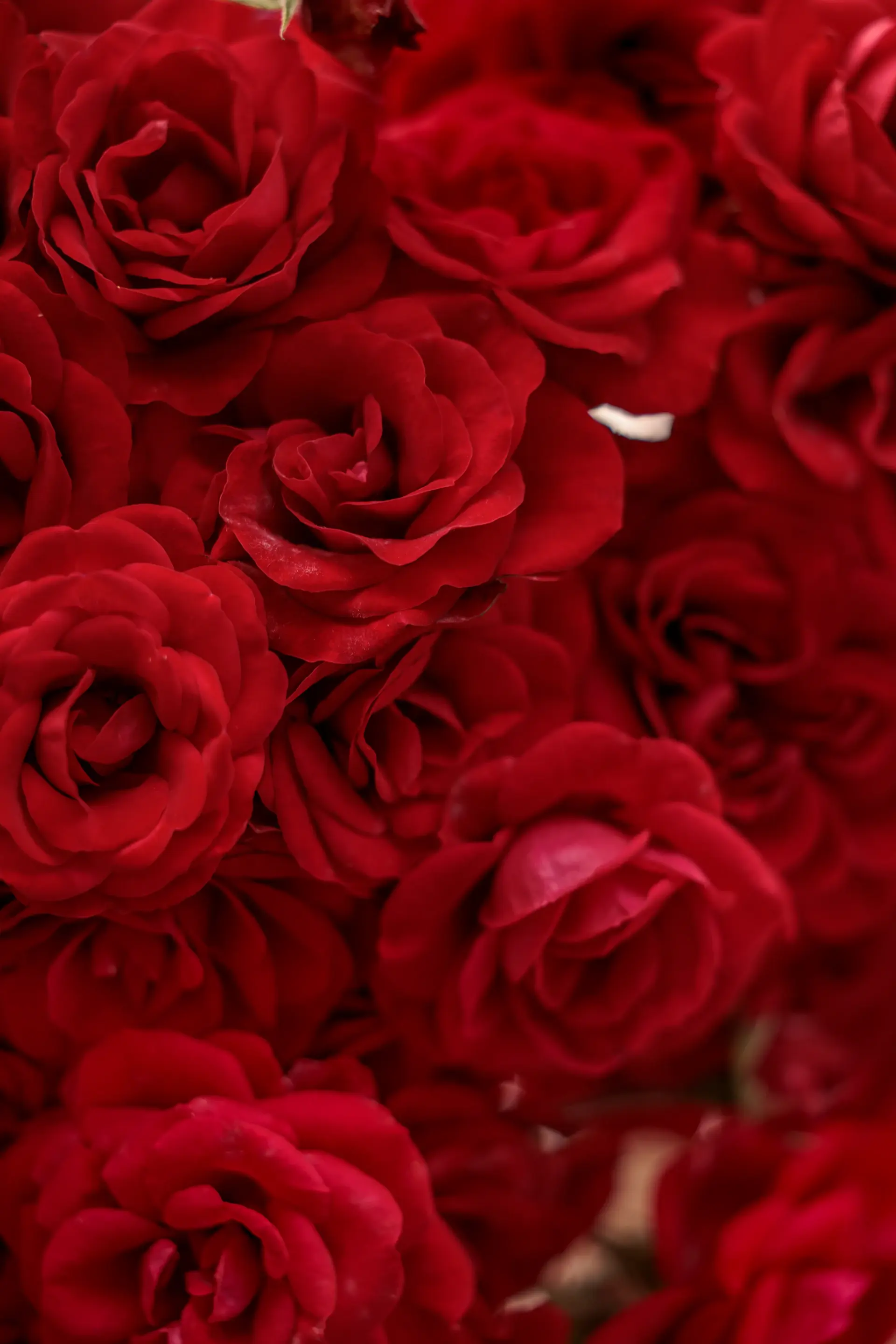Elegant burgundy red rose bouquet
