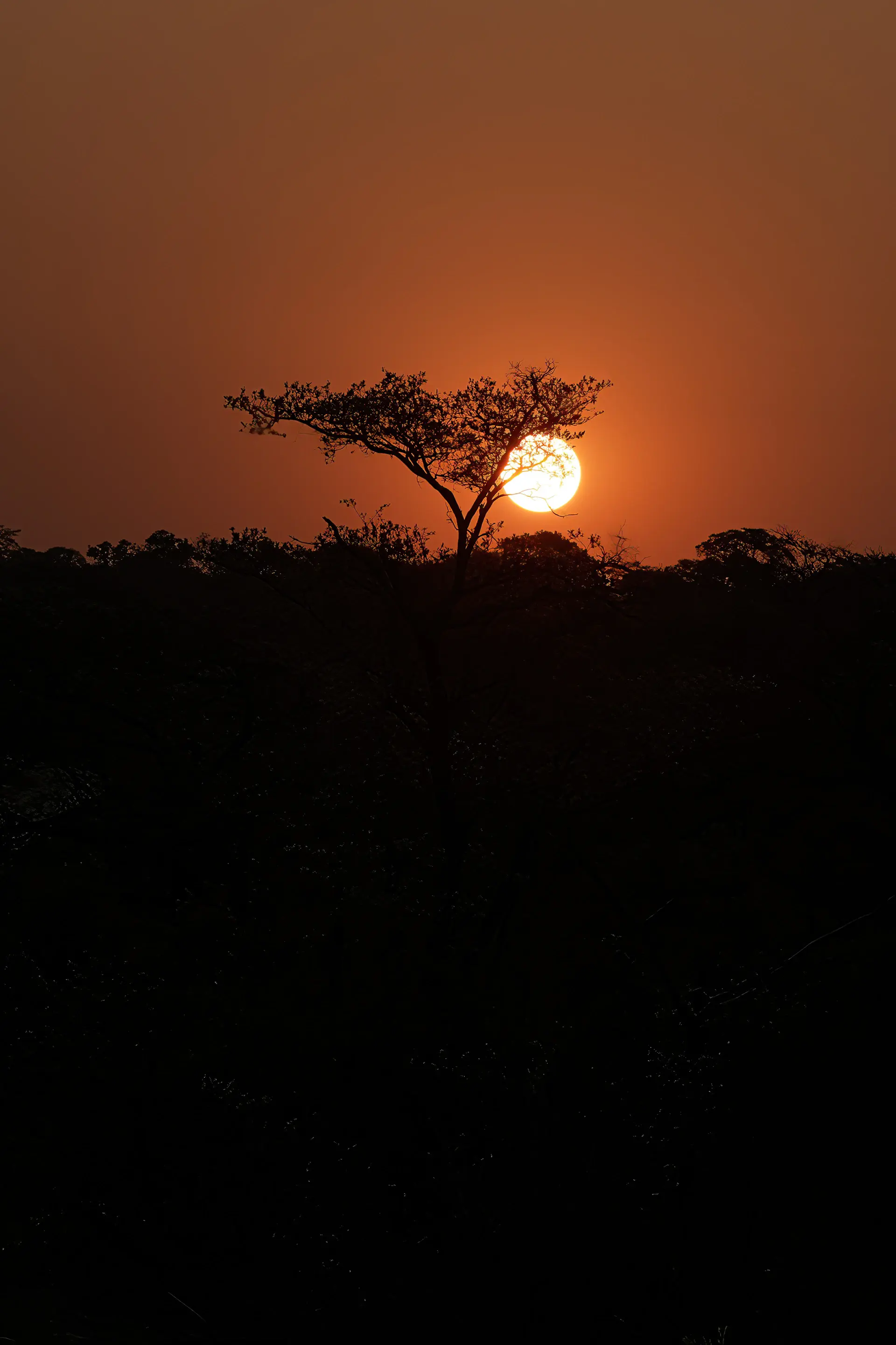 Acacia silhouettes against a vast amber savanna at dusk