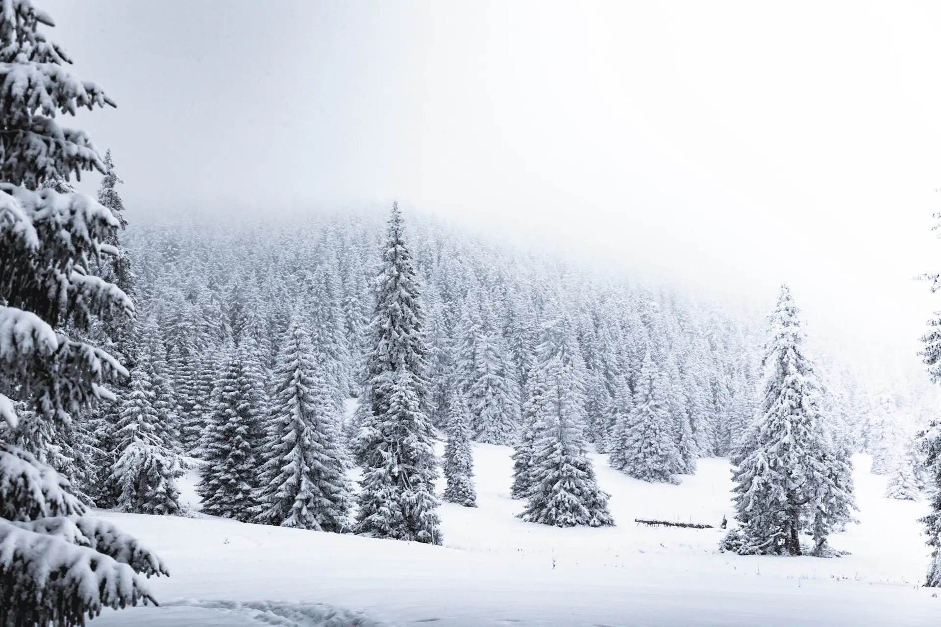 Bare forest hushed beneath fresh winter snow