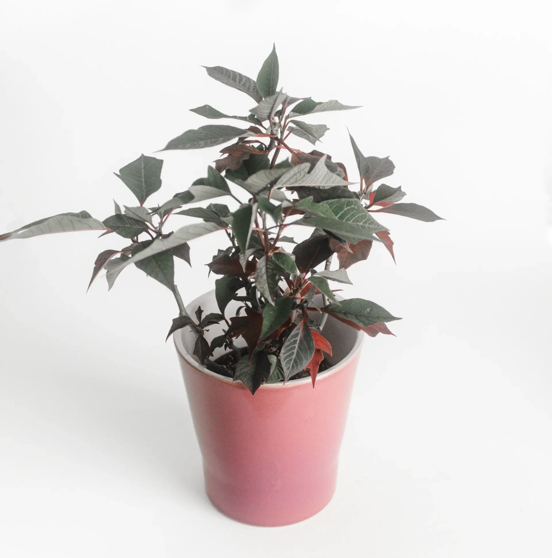 ZZ plant with glossy green leaves