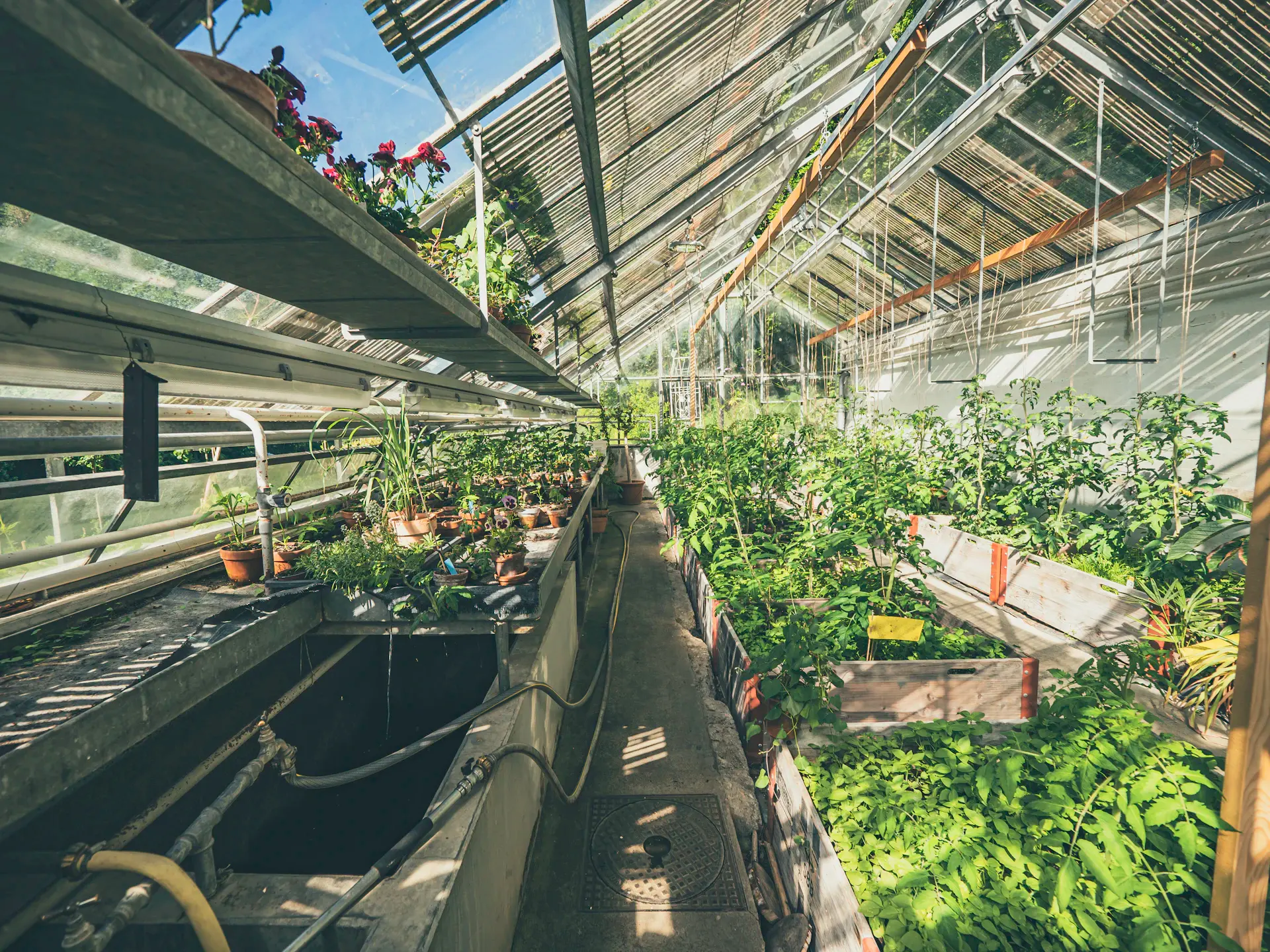 Greenhouse interior with rows of young plants