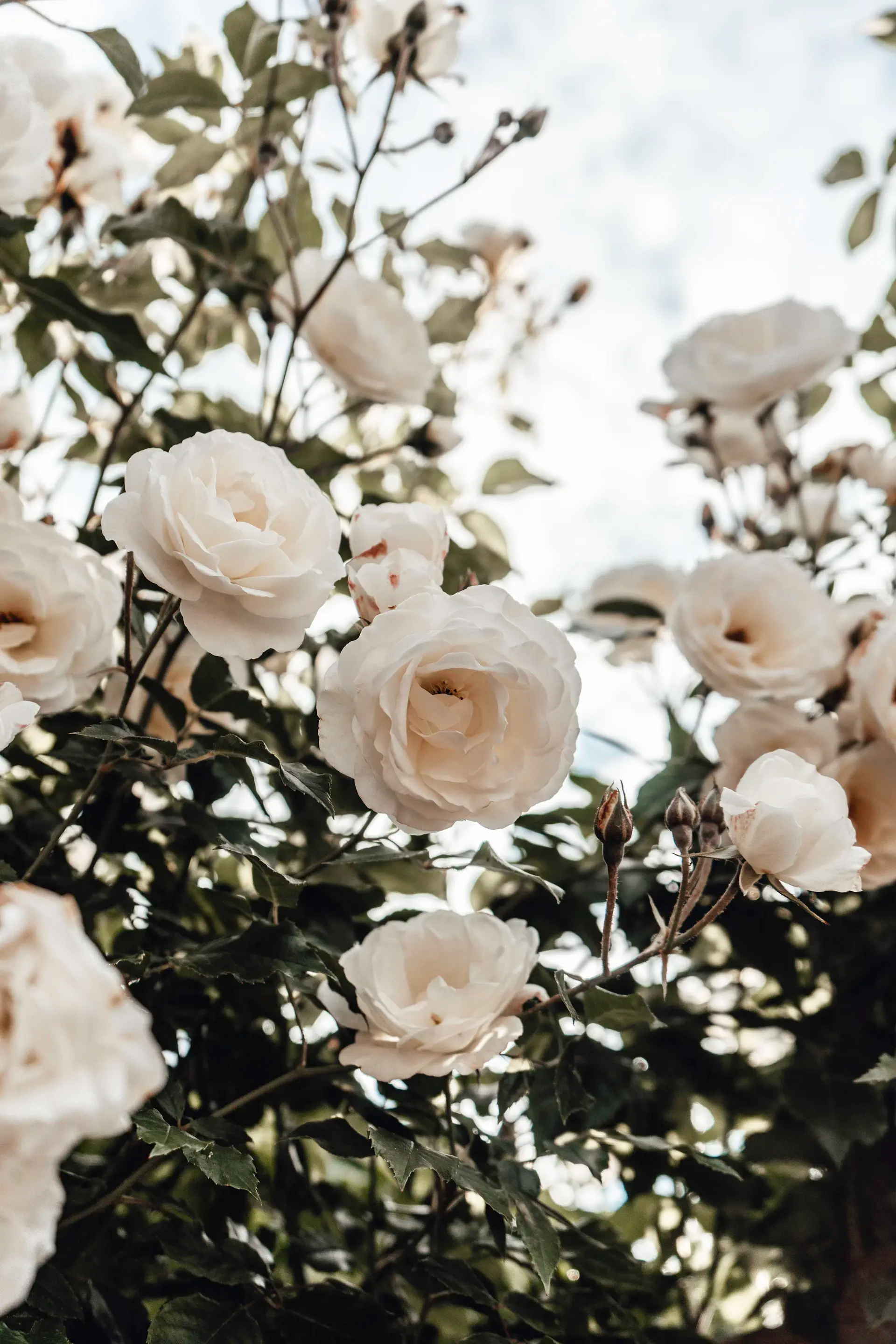 Pristine ivory roses