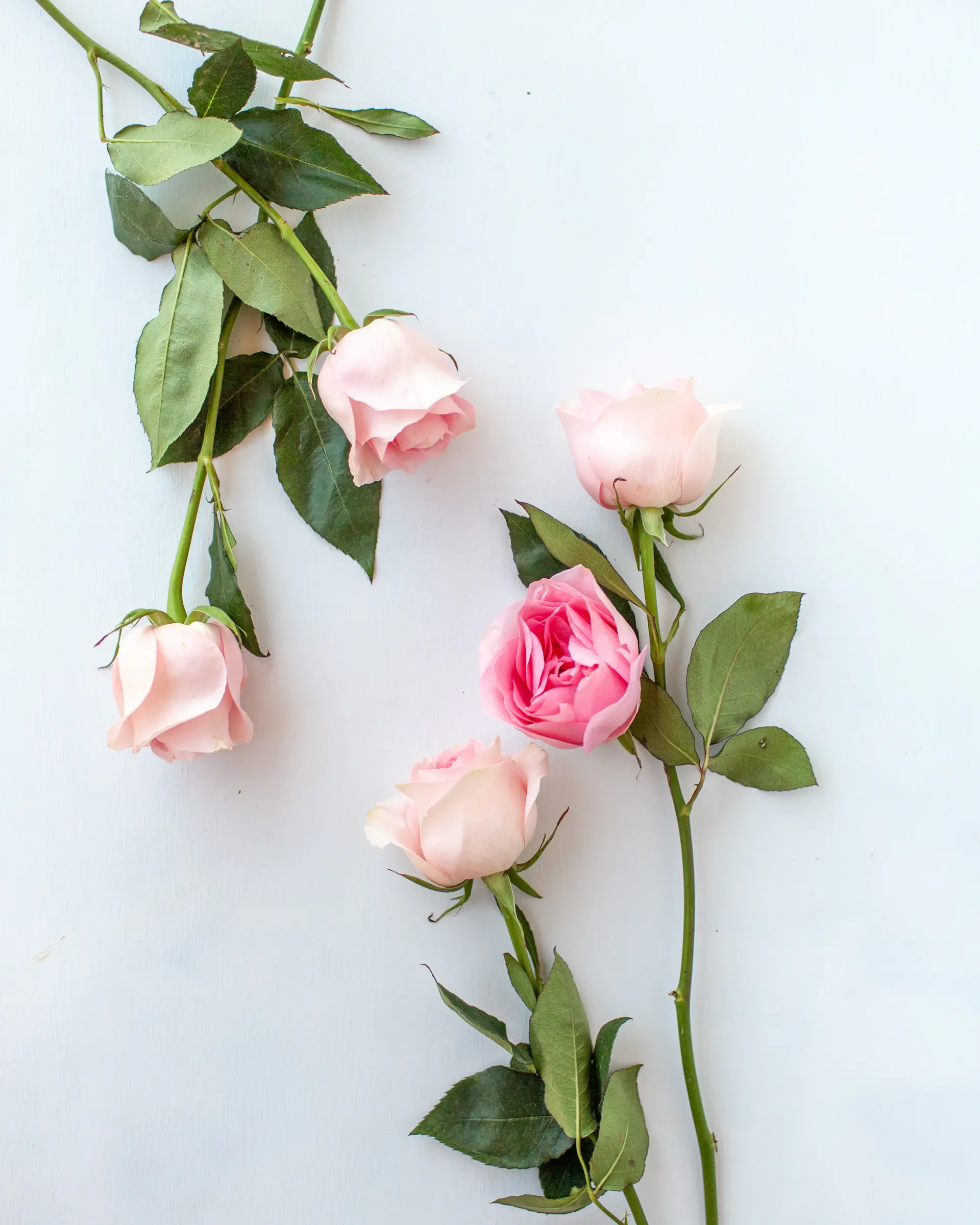 Bó hoa hồng phấn Lời Tỏ Tình Đầu