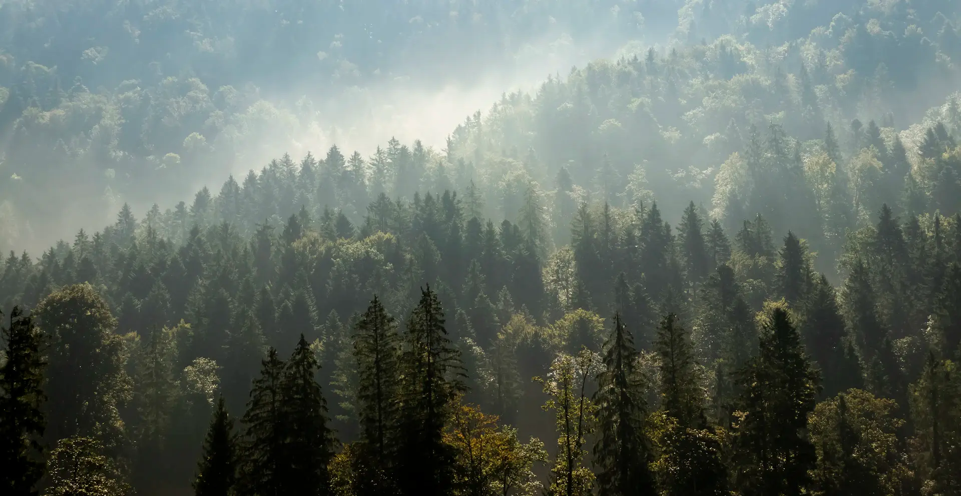 Sunlight filtering through a misty ancient forest