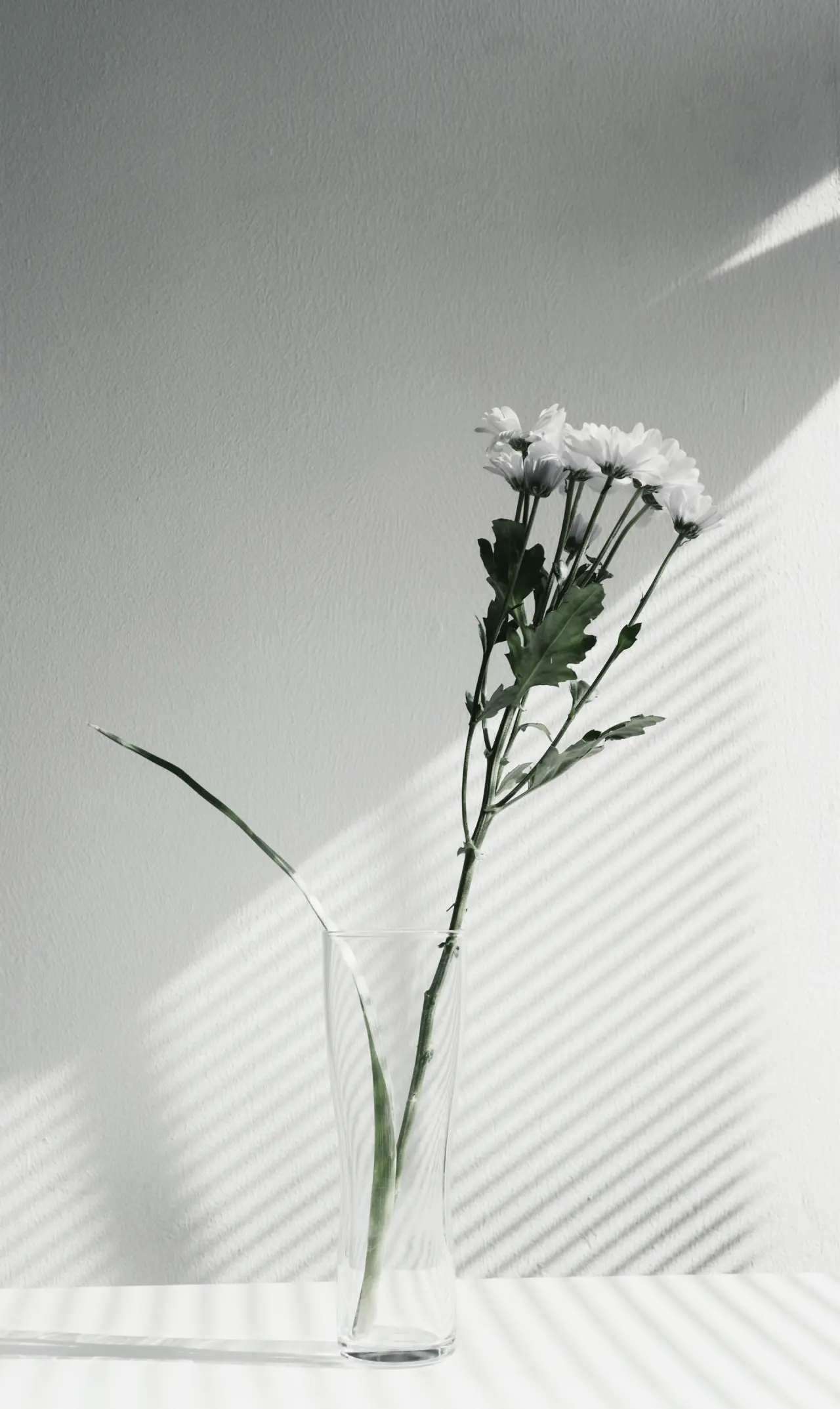 Single white rose stem in studio light