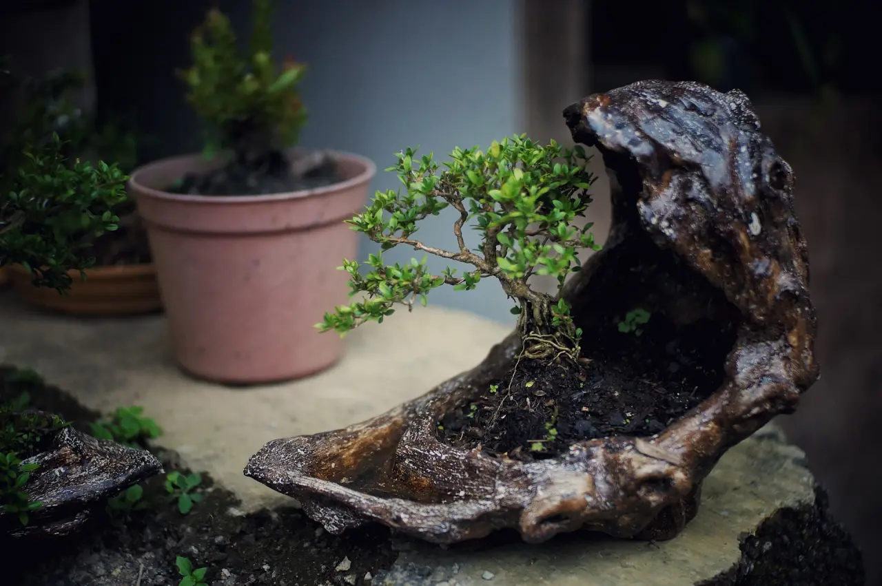 Bộ bonsai mini với chậu gốm thô