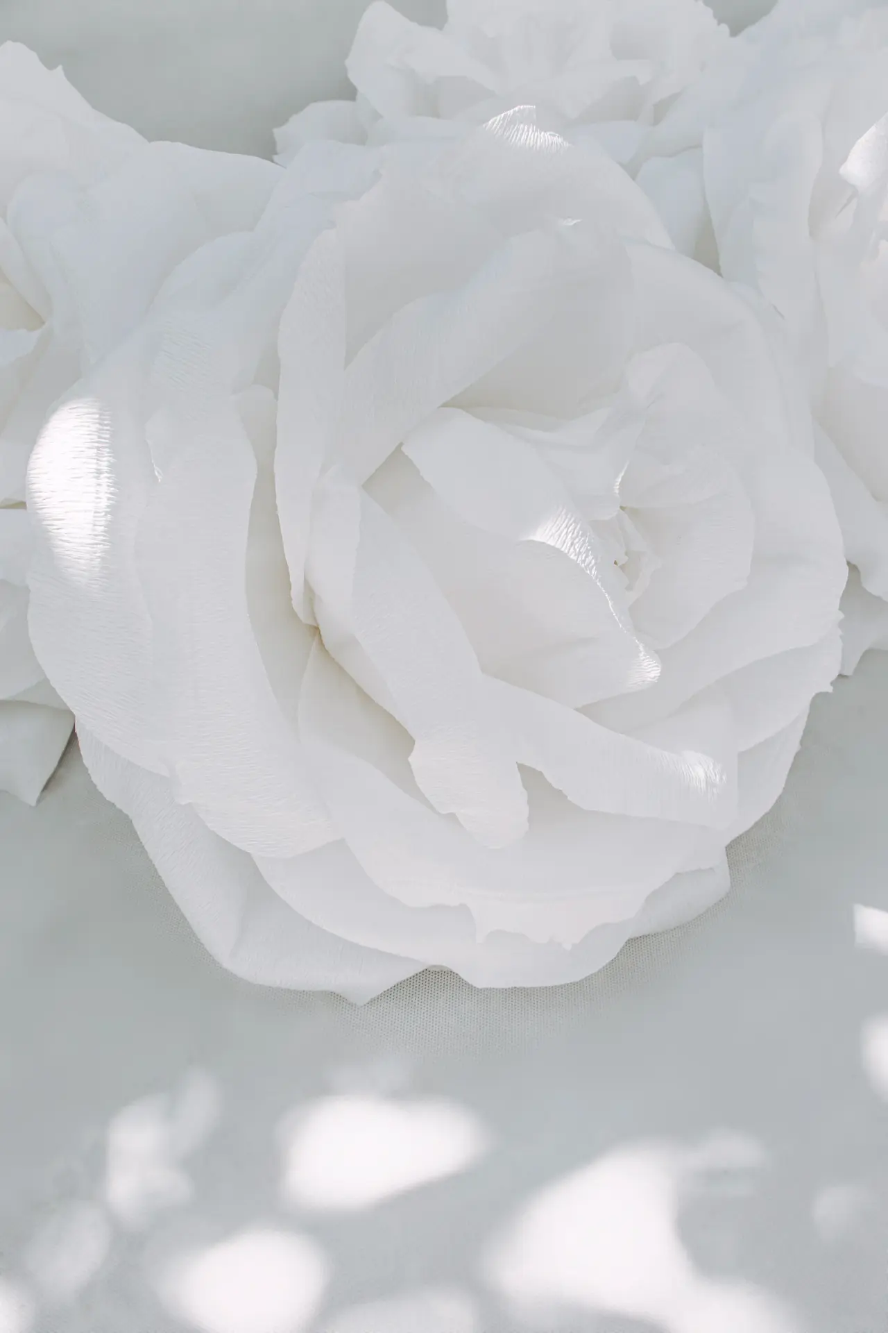 Minimal rose composition on white