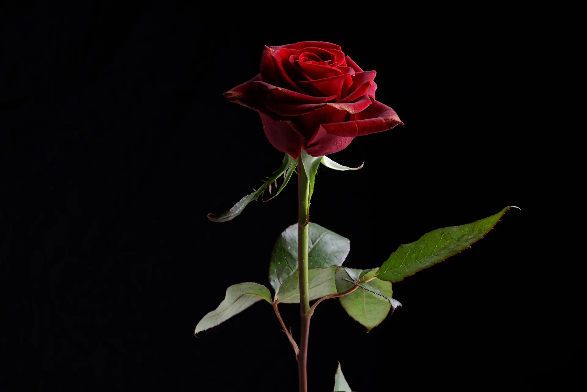 A single wine-red rose