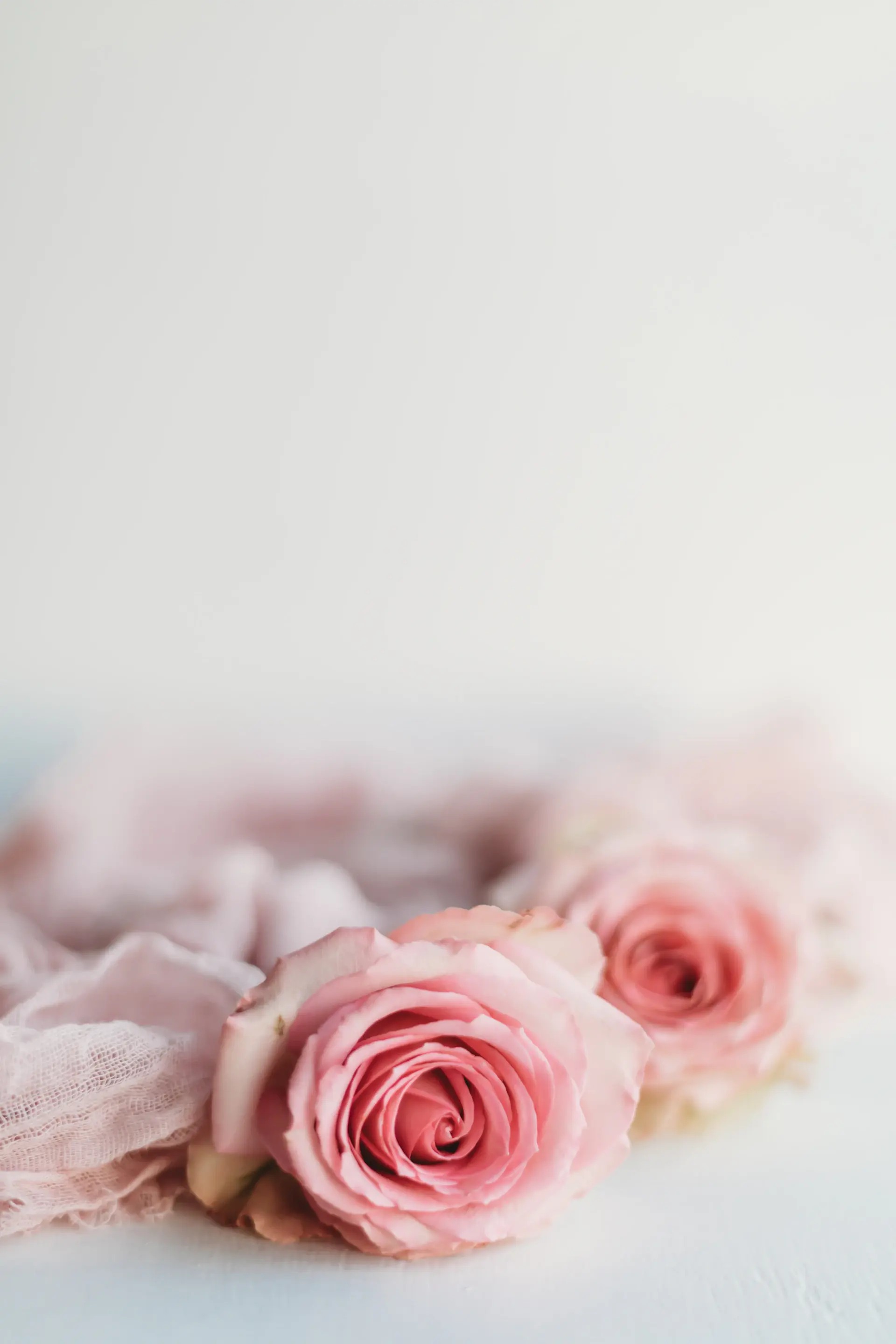 Romantic rose collection