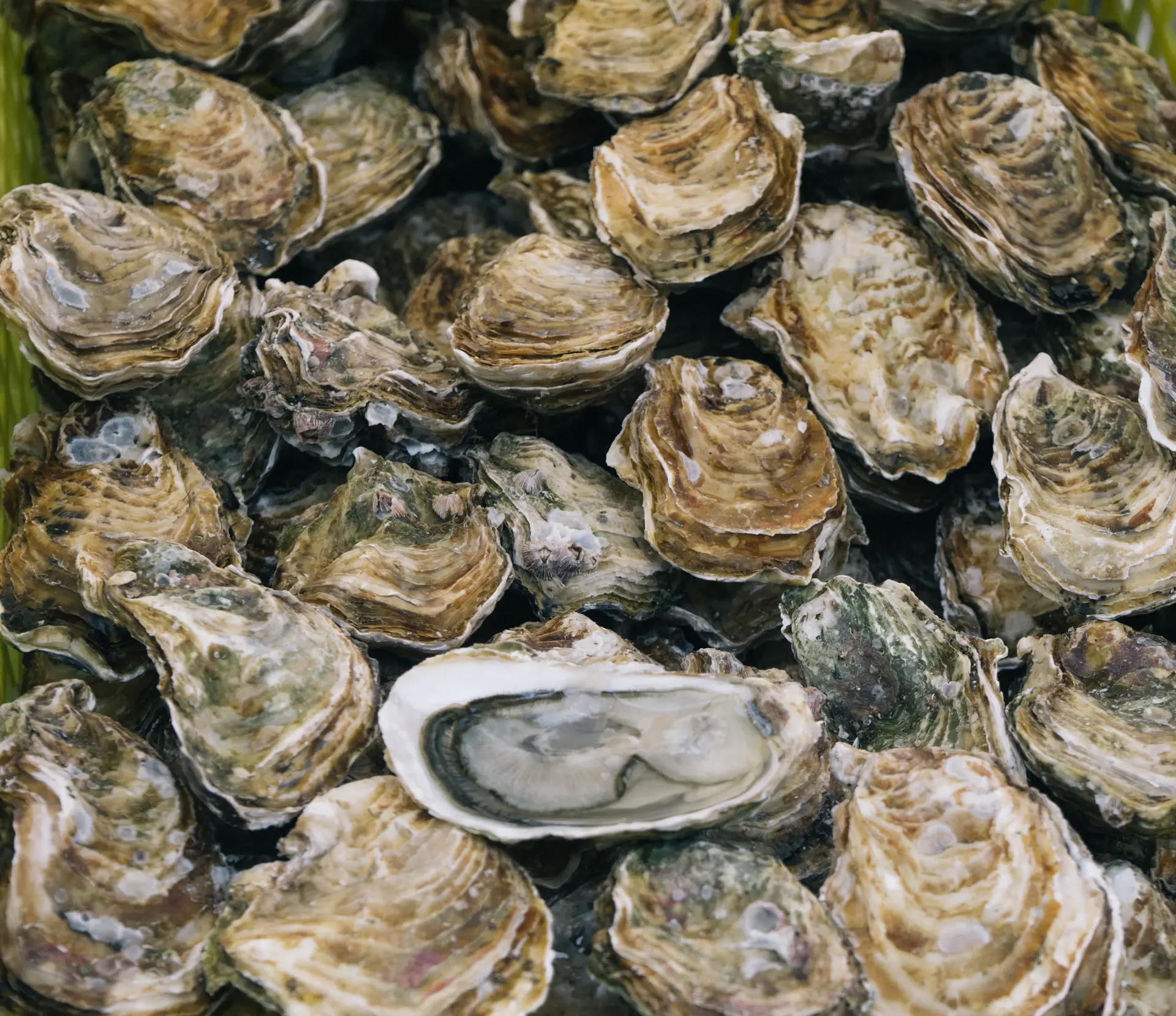 Hàu Pháp và Caviar
