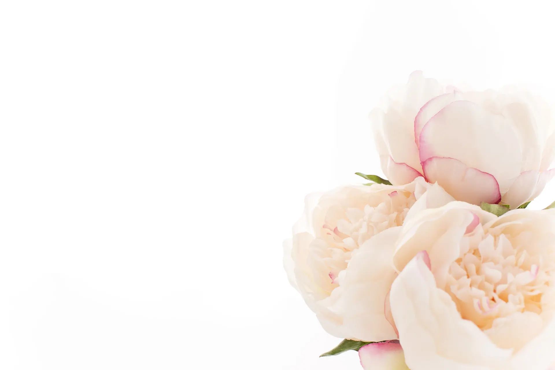 Oversized cinematic study of a single rose