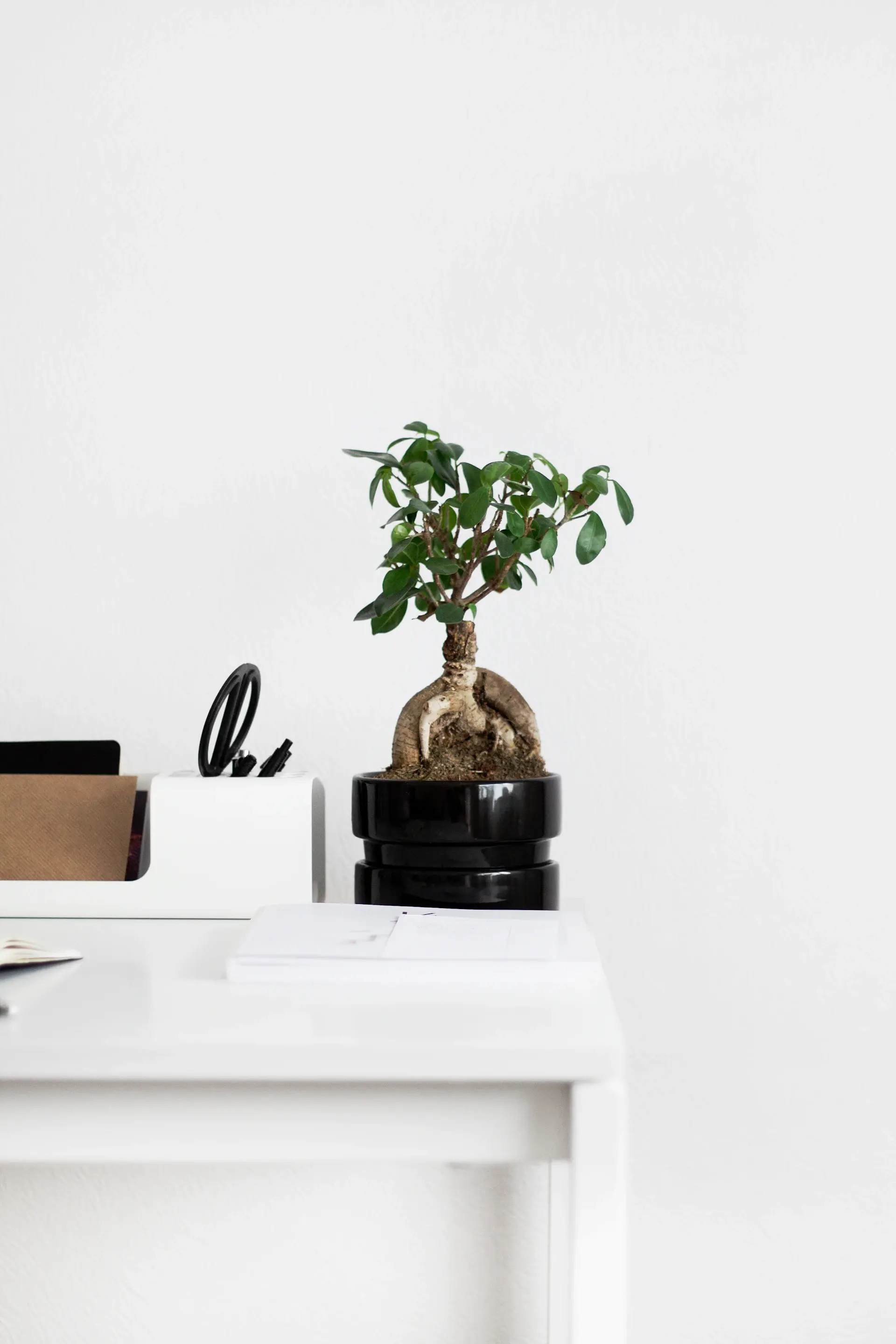 Bright office desk with a small plant