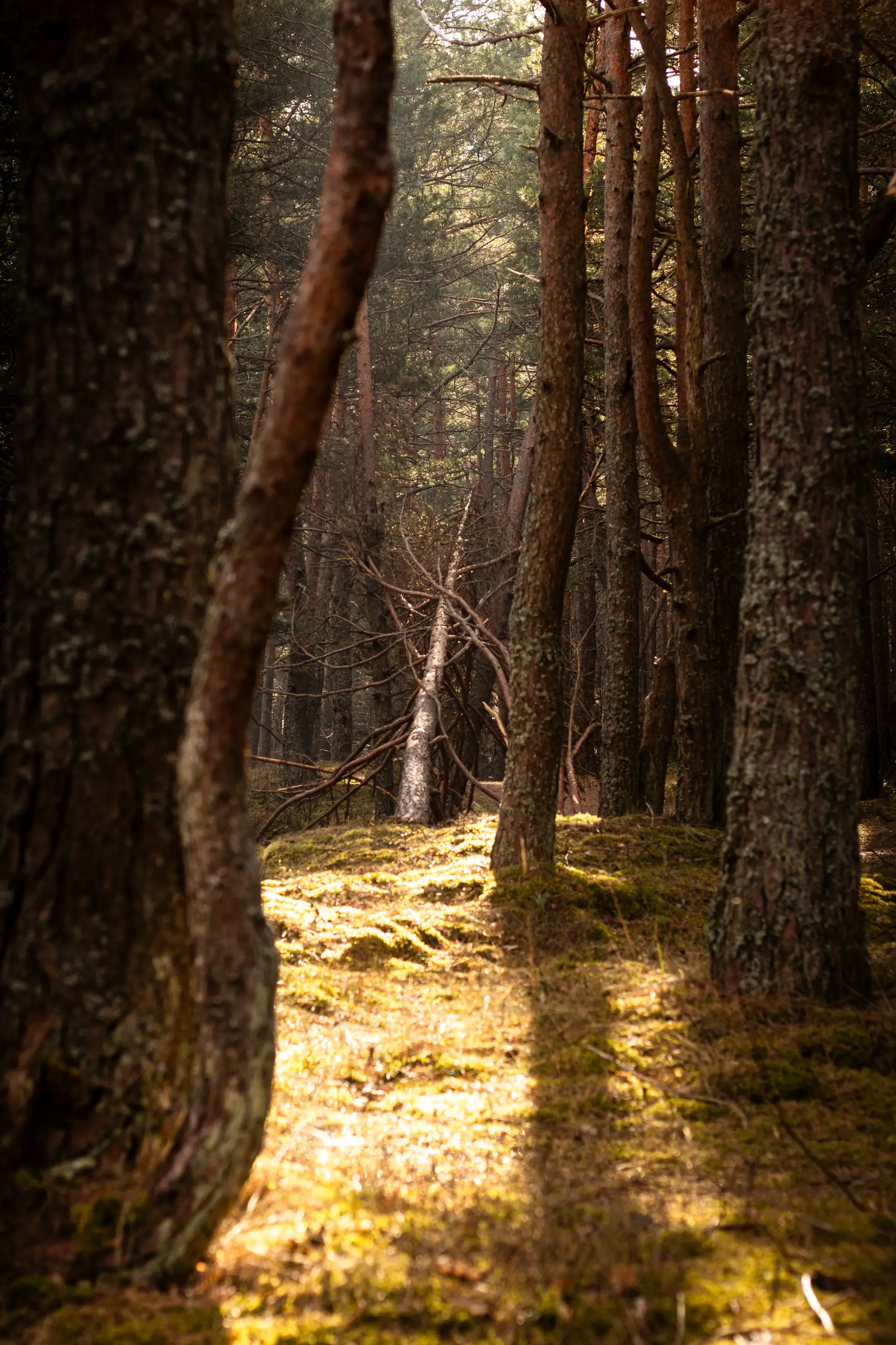Tall trees in soft autumn light deep within a quiet forest