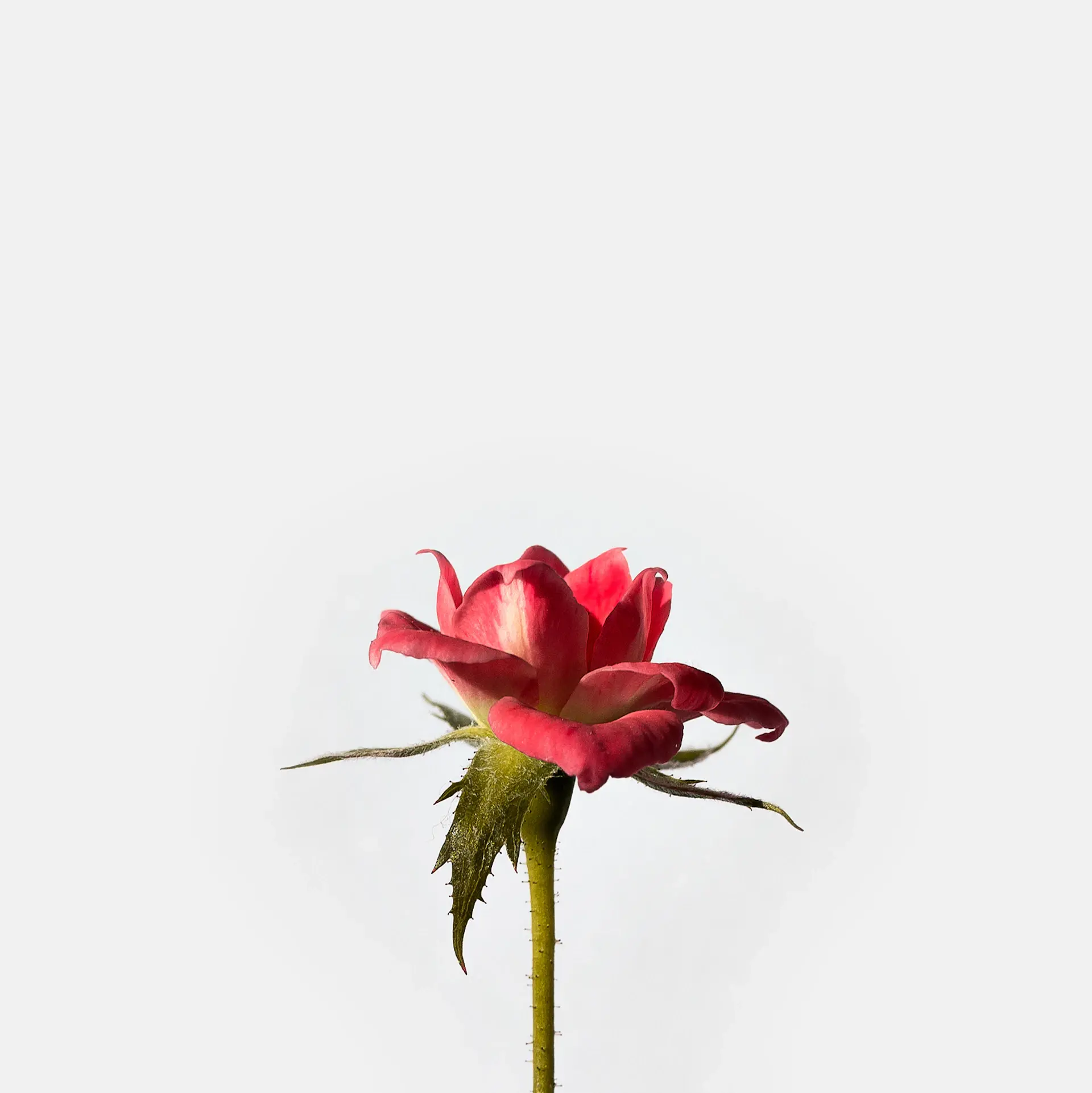 Single noir rose in a glass cloche