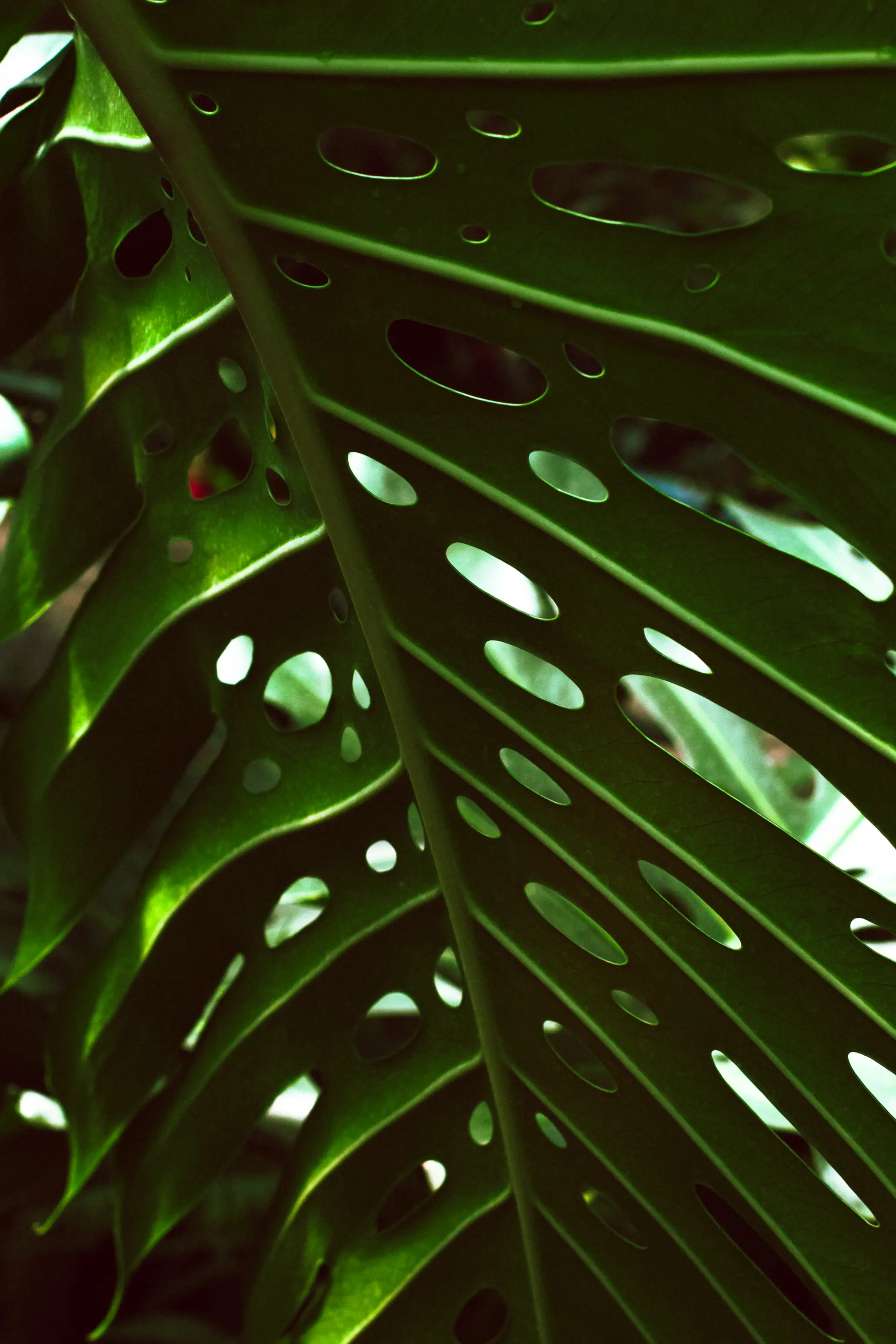 Close-up of a Monstera leaf showing its fenestrations