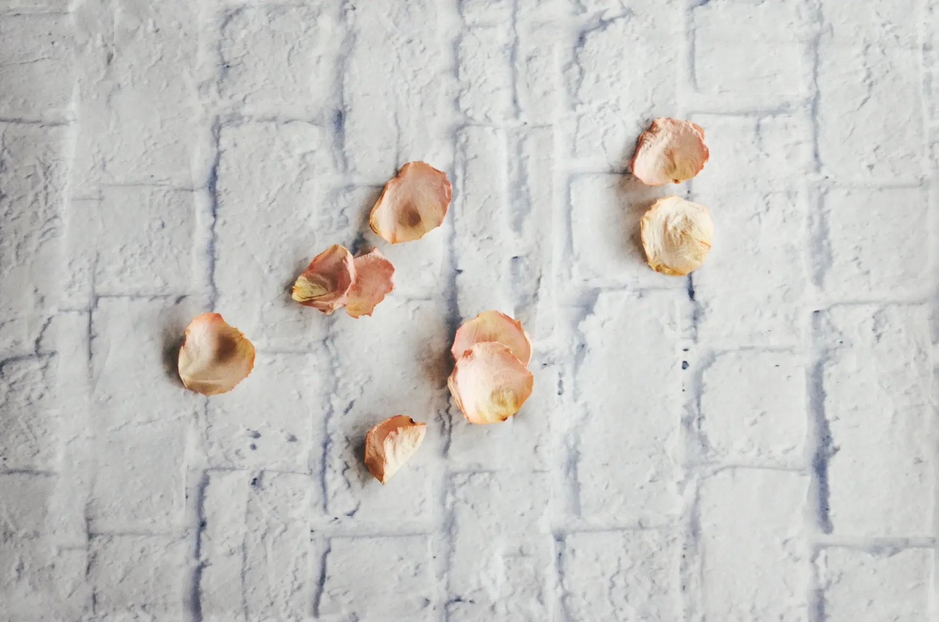 Phấn má Petal Whisper Blush 03 Apricot Bloom trên cánh hoa