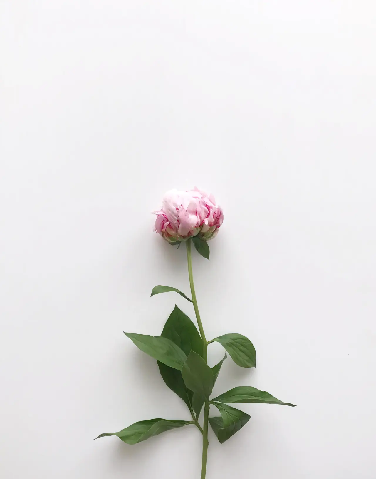 Blush pink rose arrangement